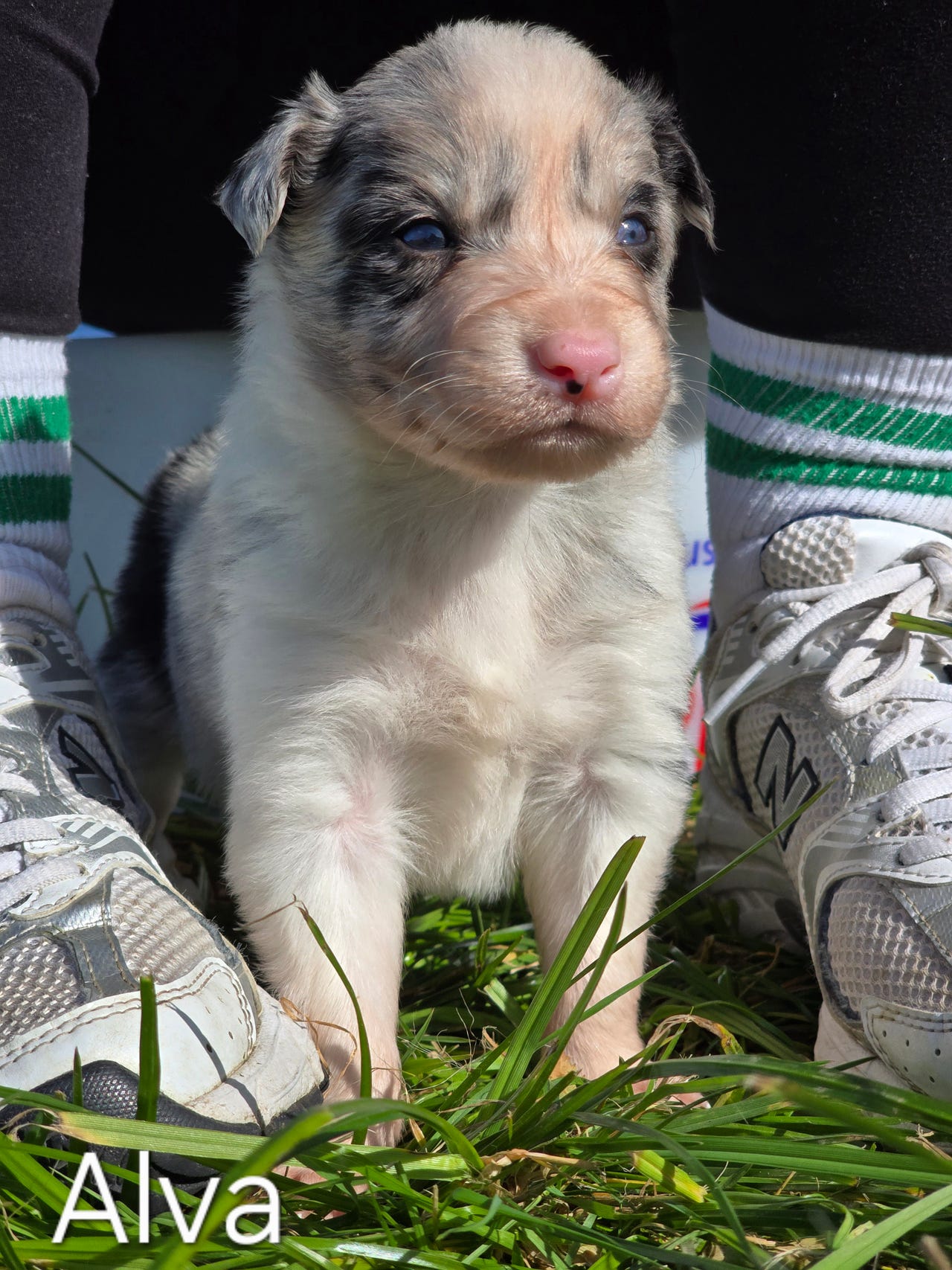 Border collie