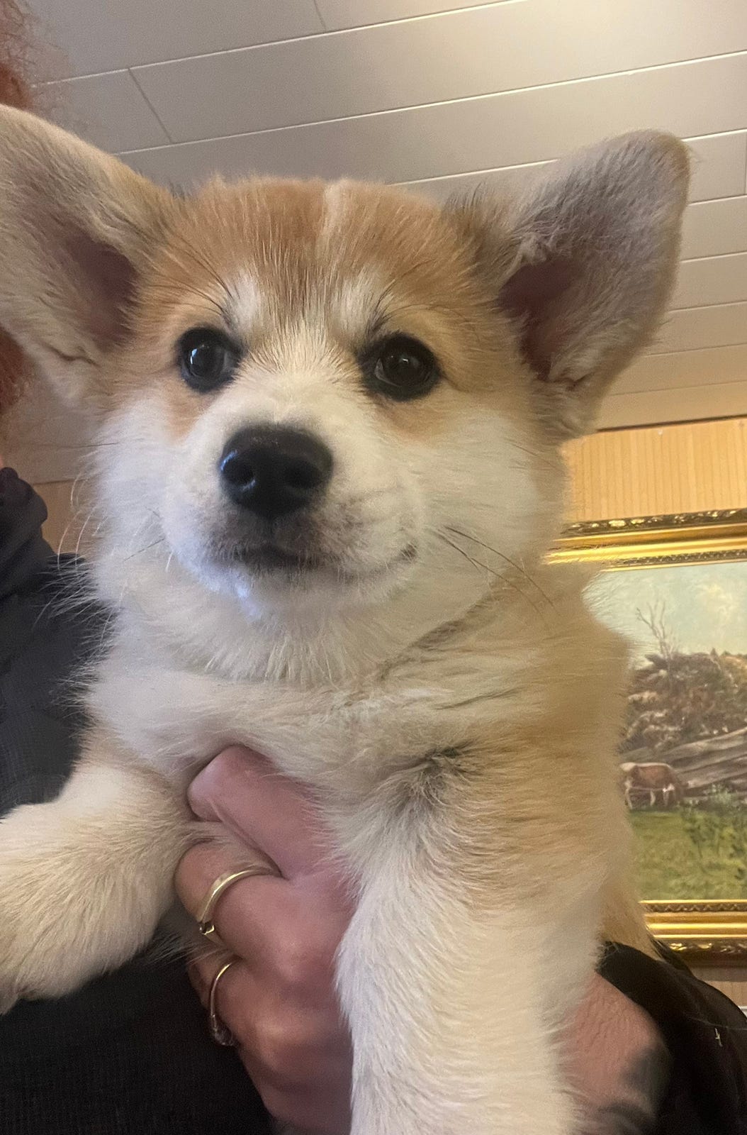 Welsh corgi pembroke