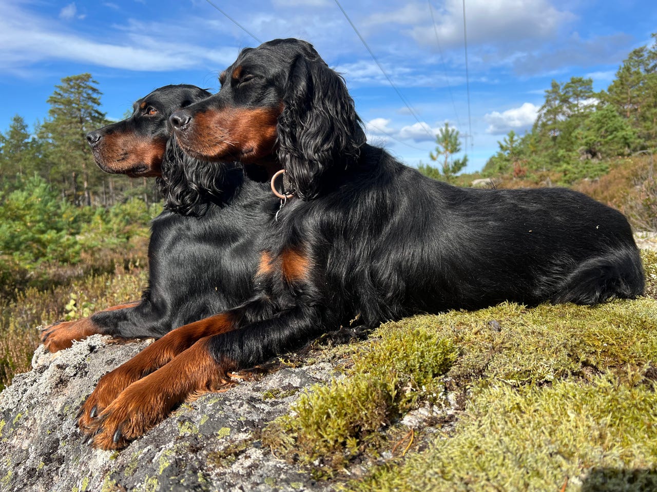 Gordon setter