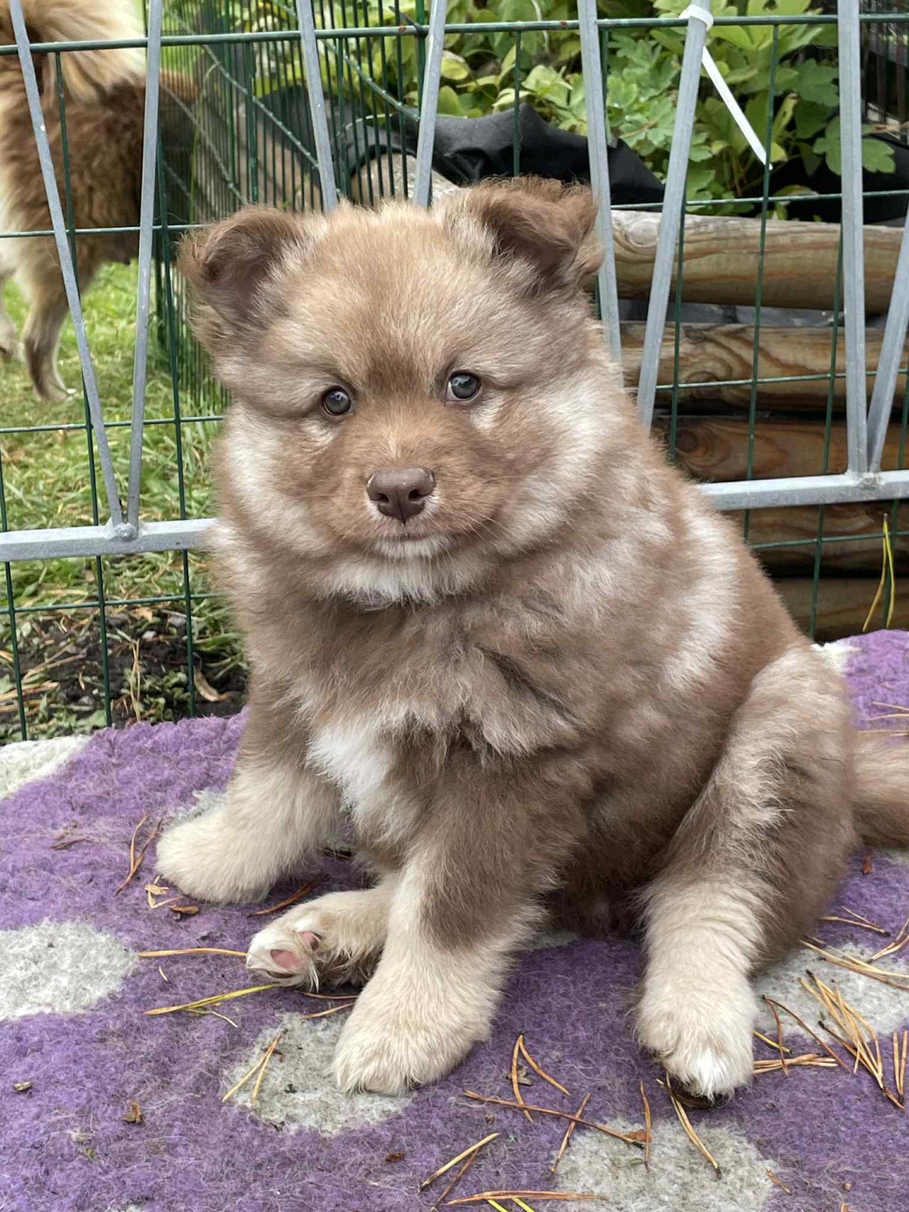 Finsk lapphund