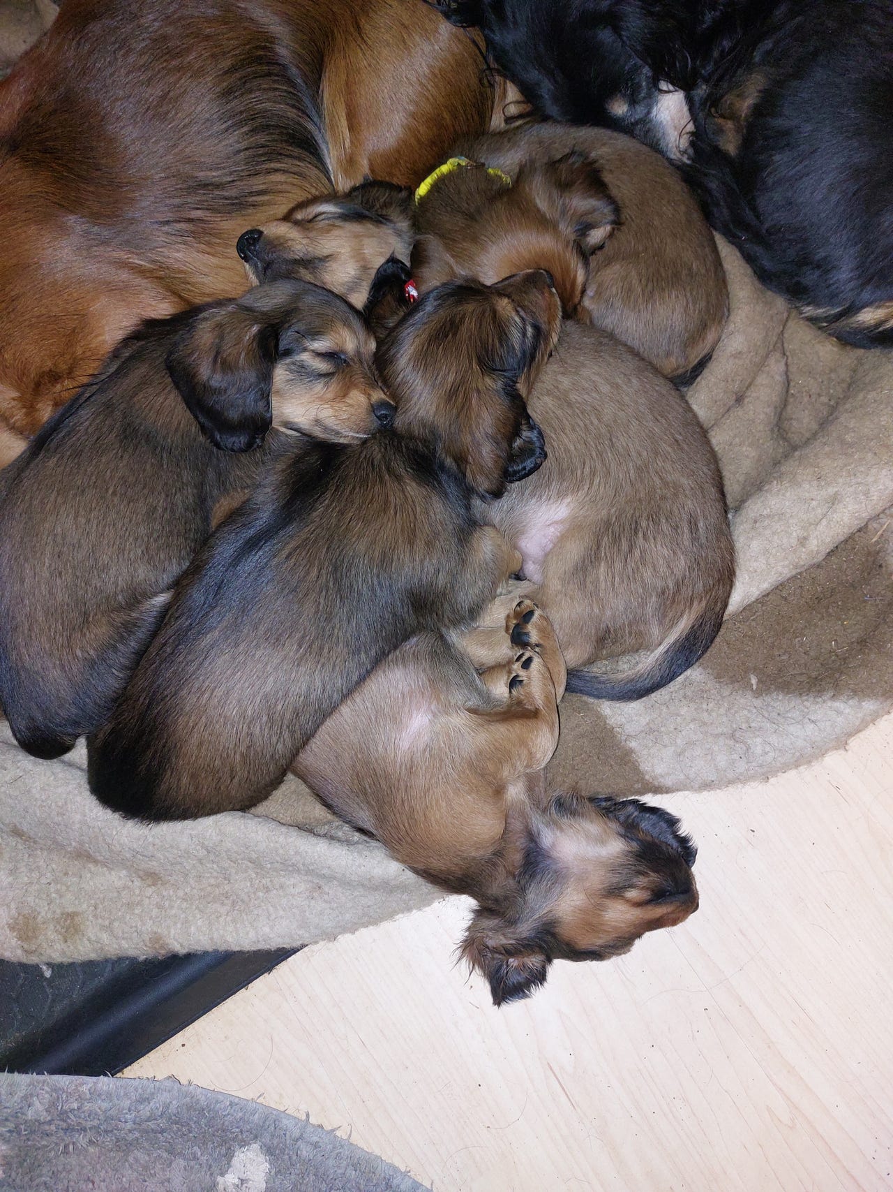 Dvergdachshund korthåret