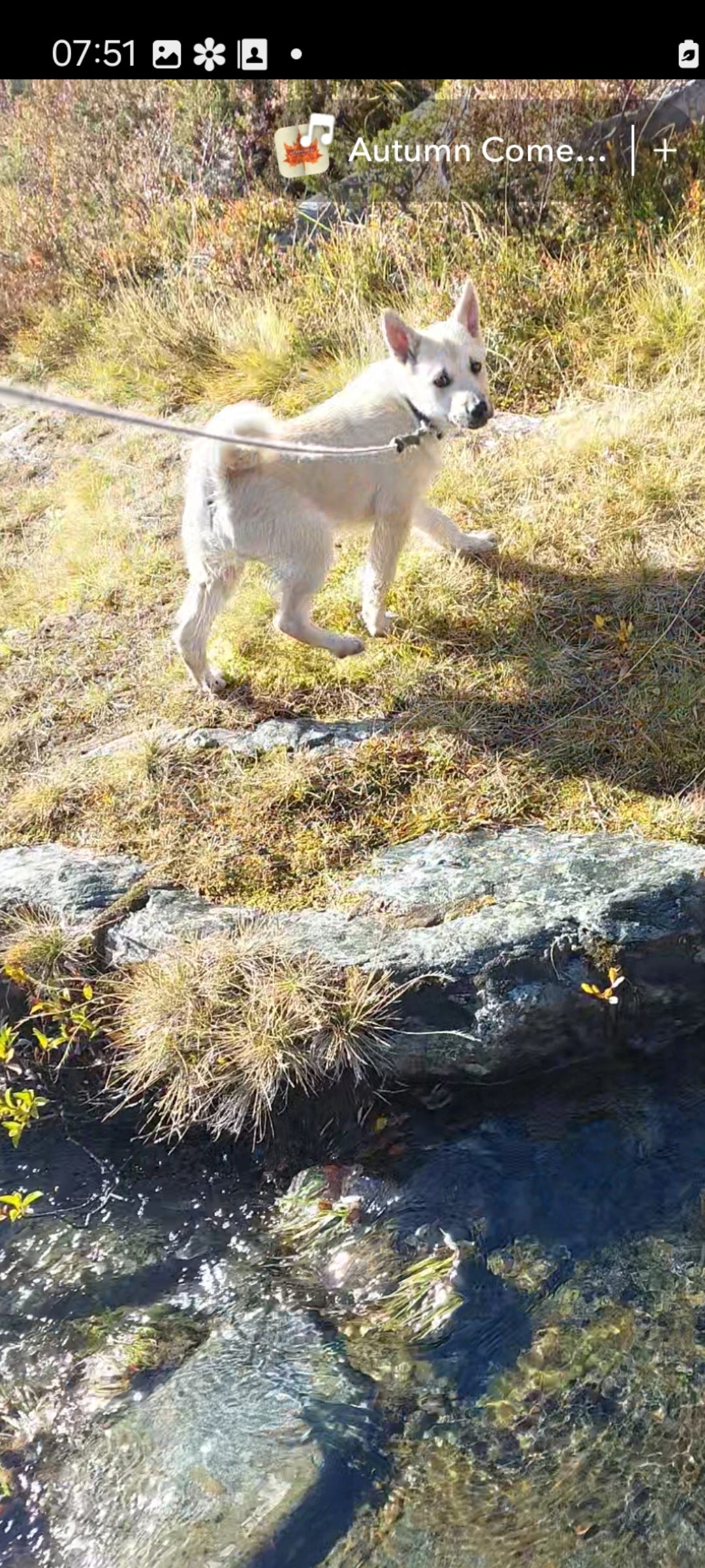 Norsk buhund