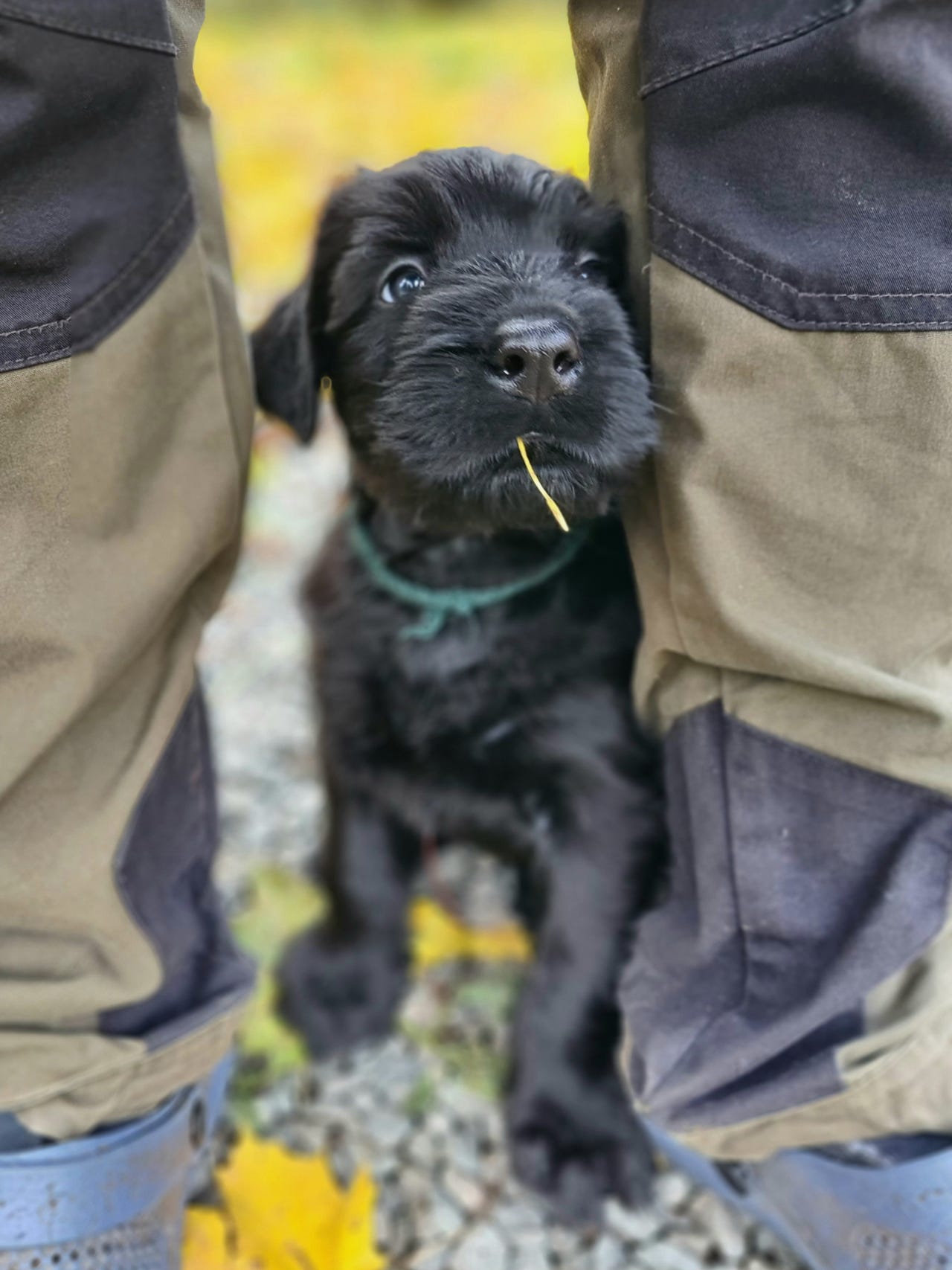 Riesenschnauzer sort