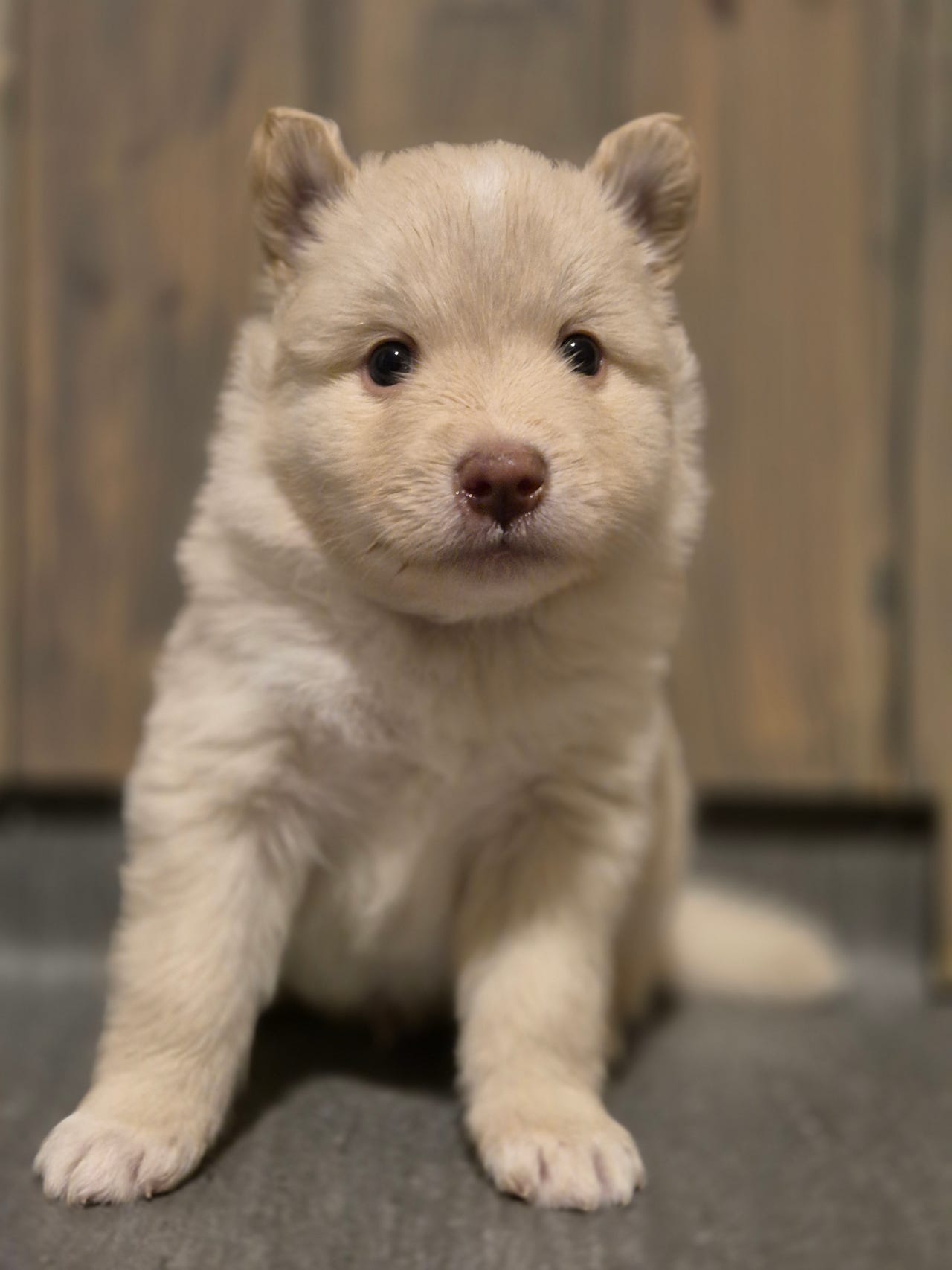 Finsk lapphund
