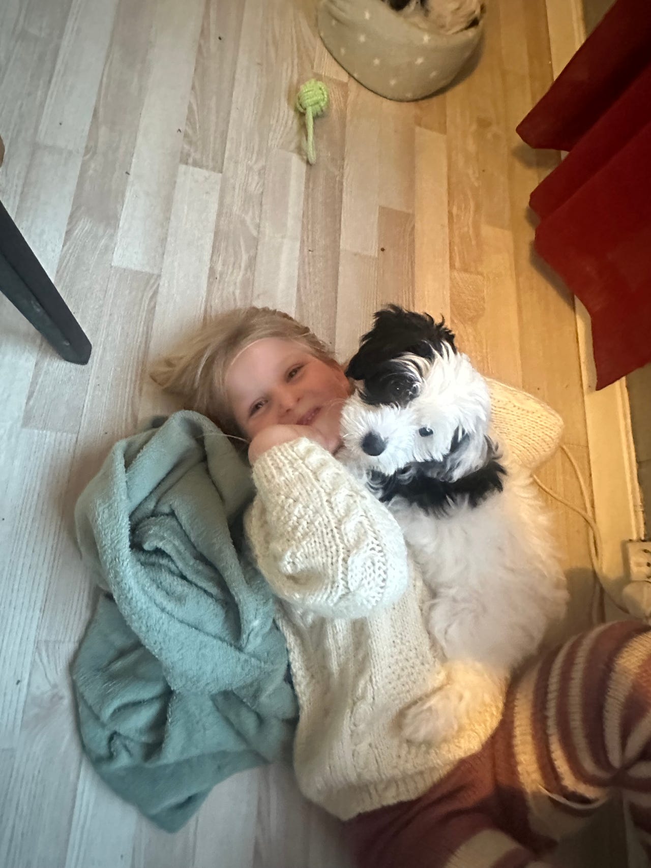 Chinese crested powderpuff