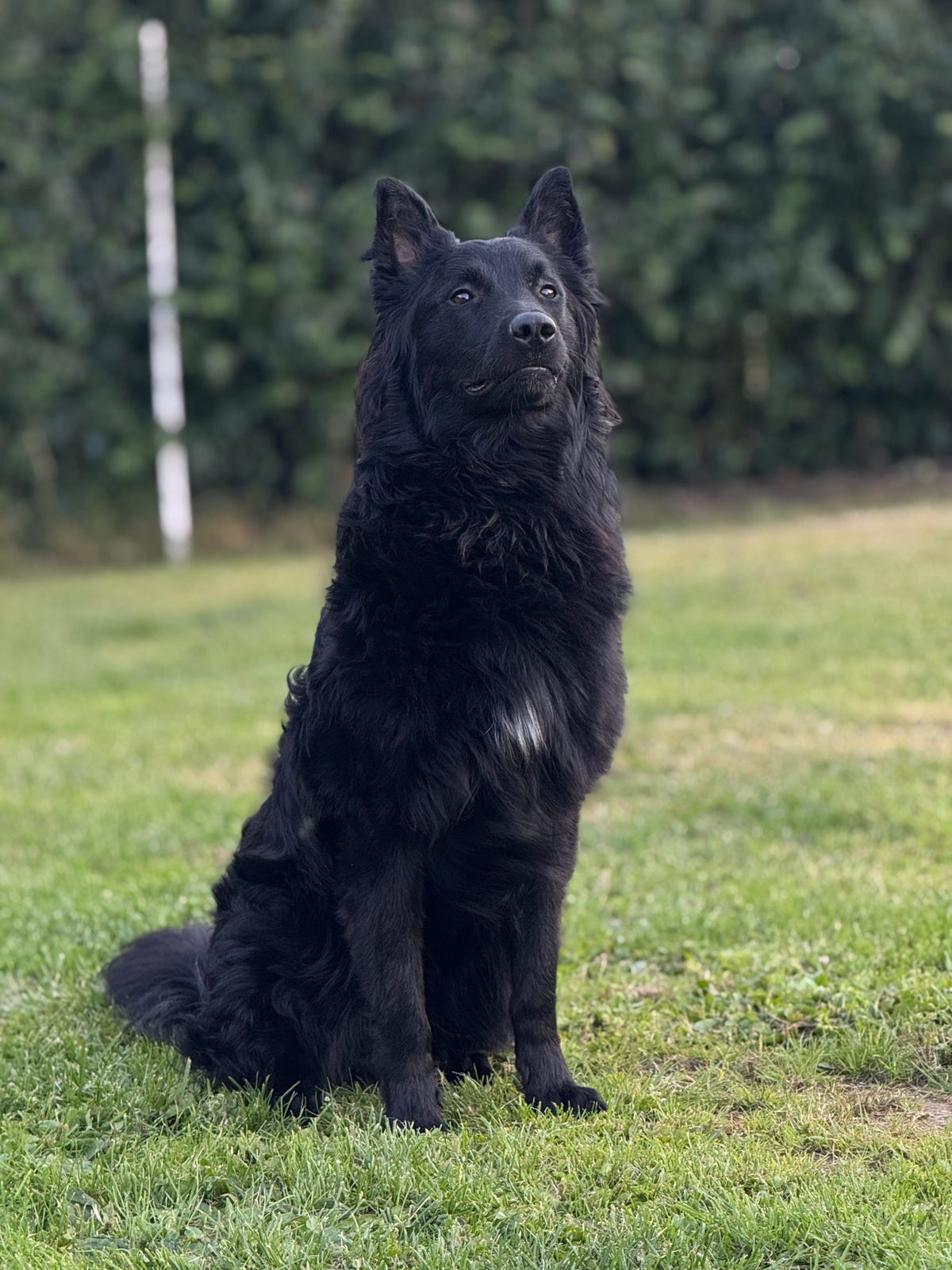 Belgisk fårehund, groenendael