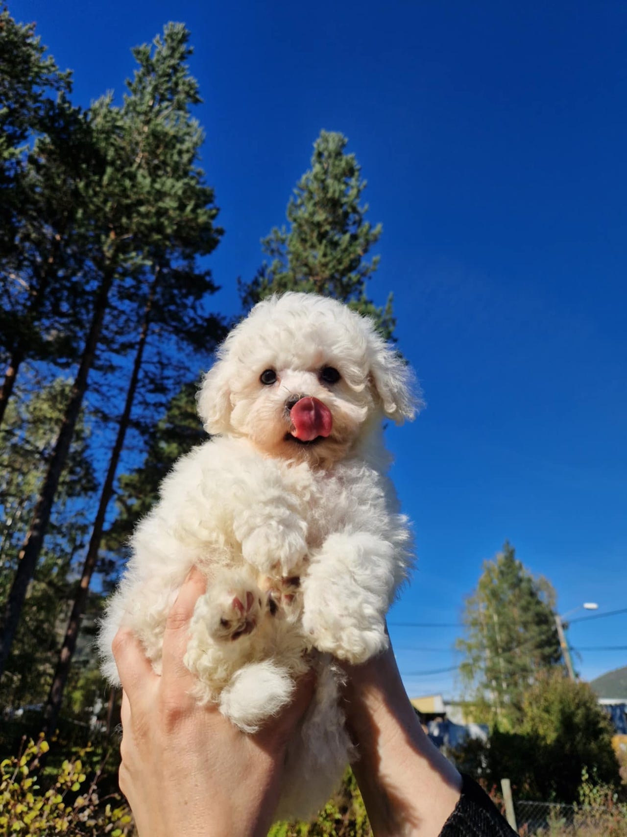 Bichon frisé