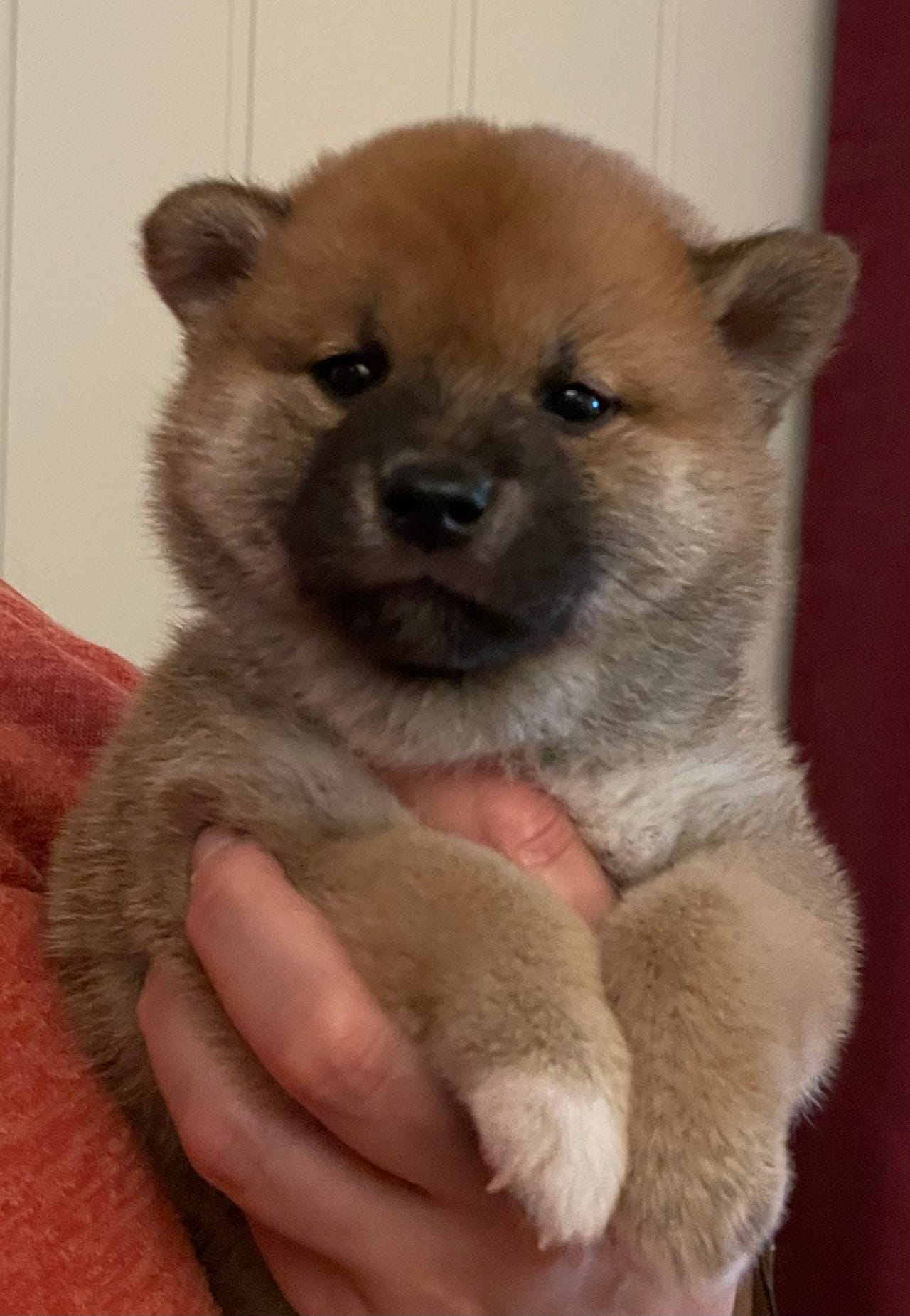 Shiba