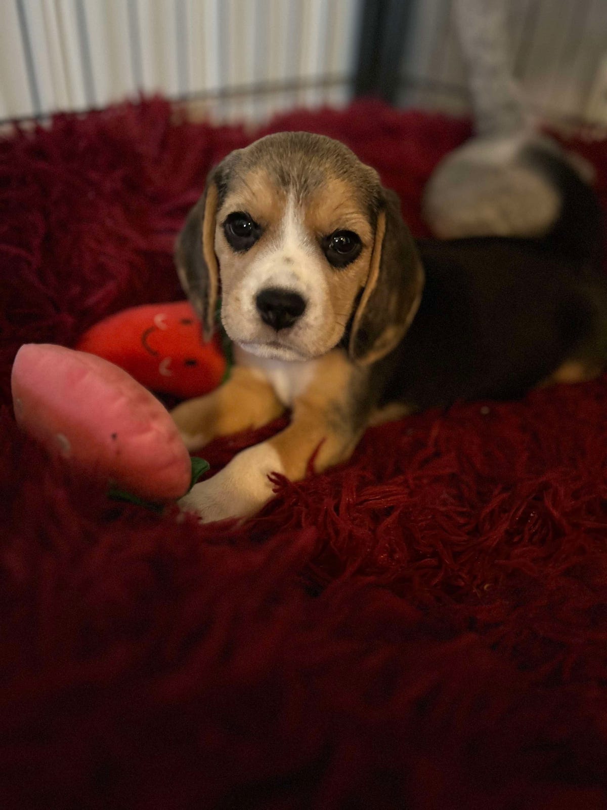 Beagle
