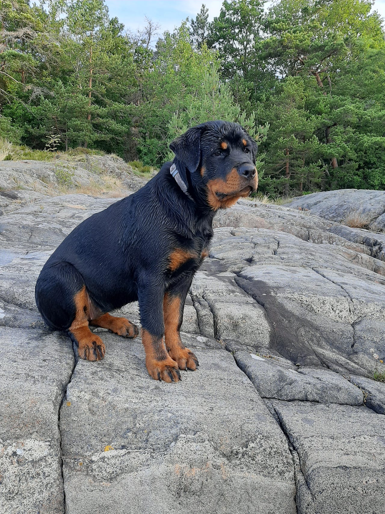 Rottweiler