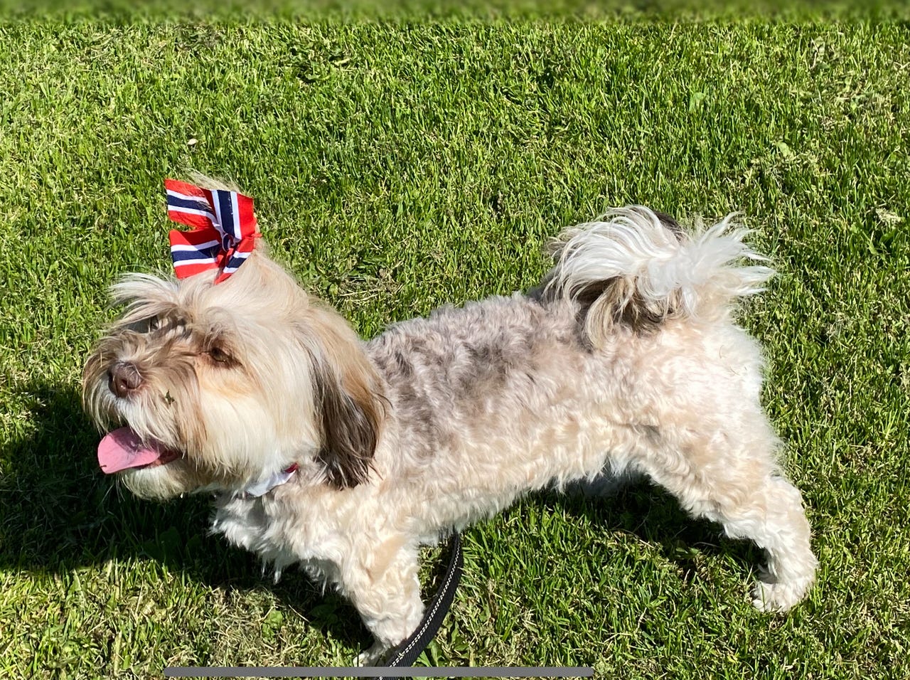 Bichon havanais