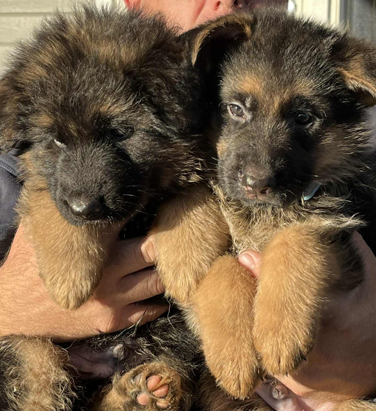Schäferhund langhår