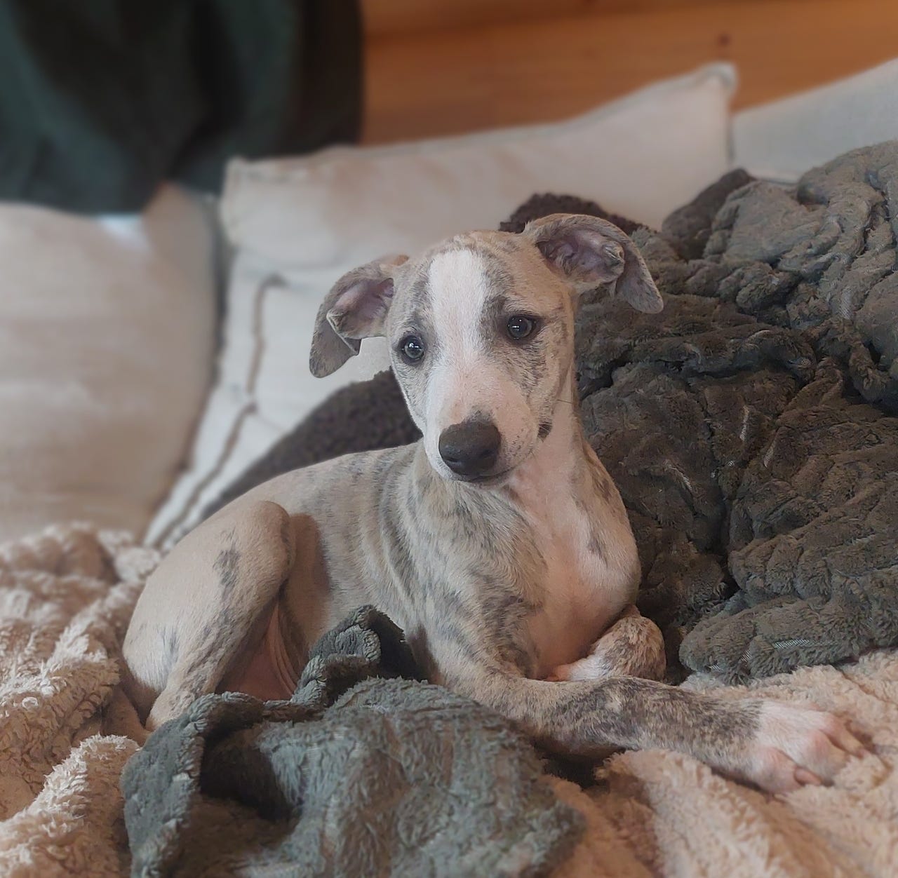 Whippet
