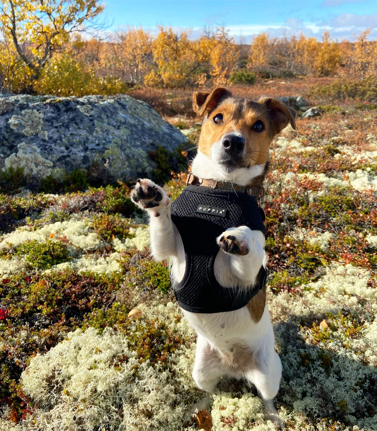 Jack russell terrier
