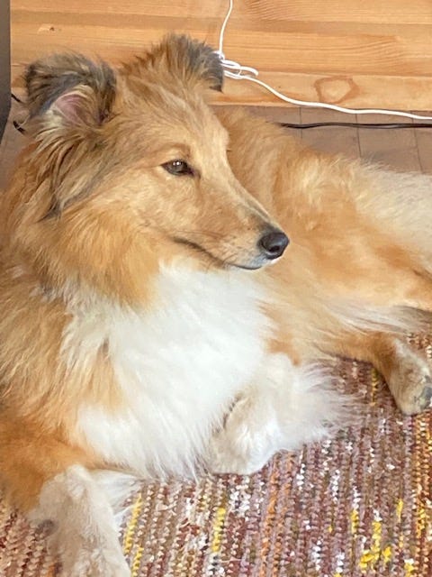 Shetland sheepdog
