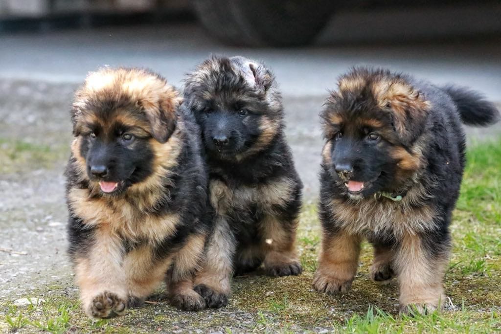 Schäferhund langhår