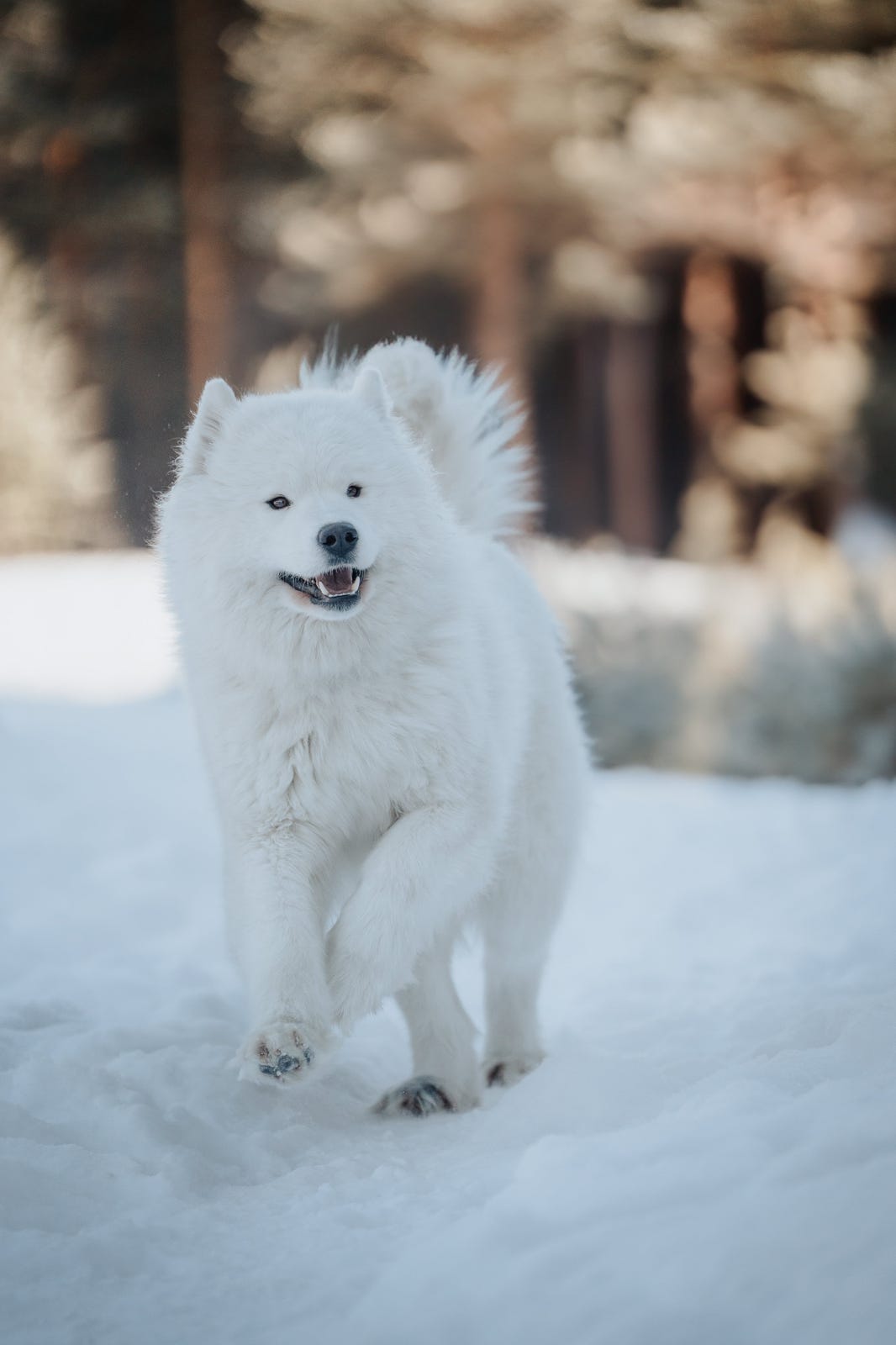 Samojedhund