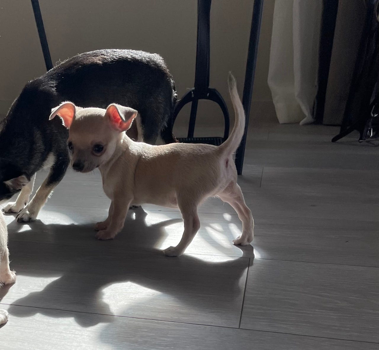 Chihuahua korthåret