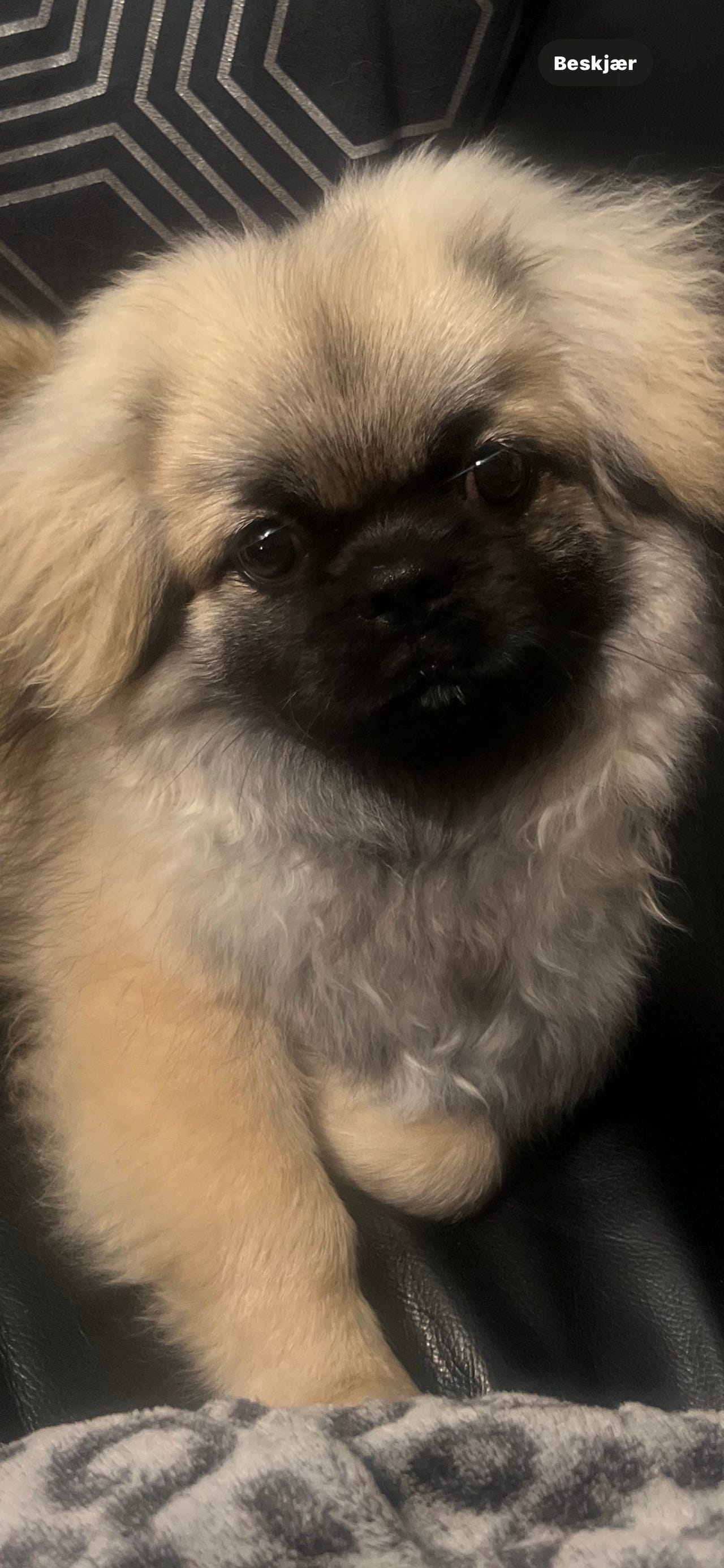 Tibetansk spaniel