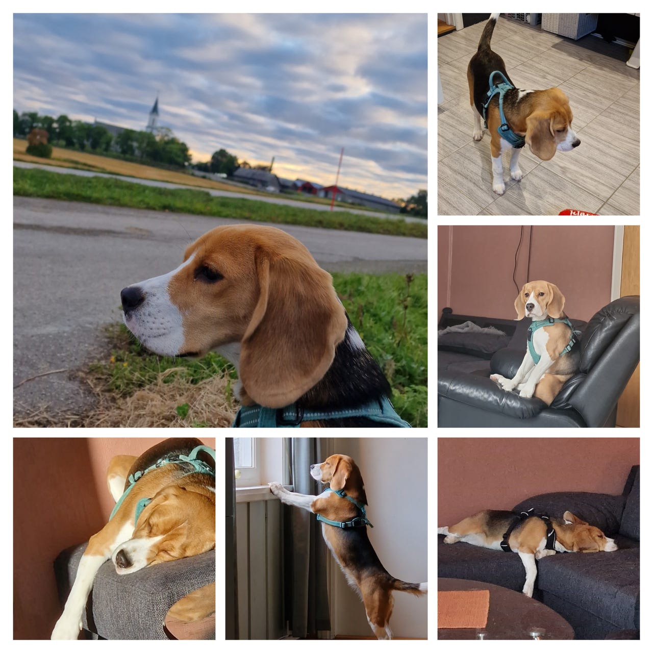 Beagle