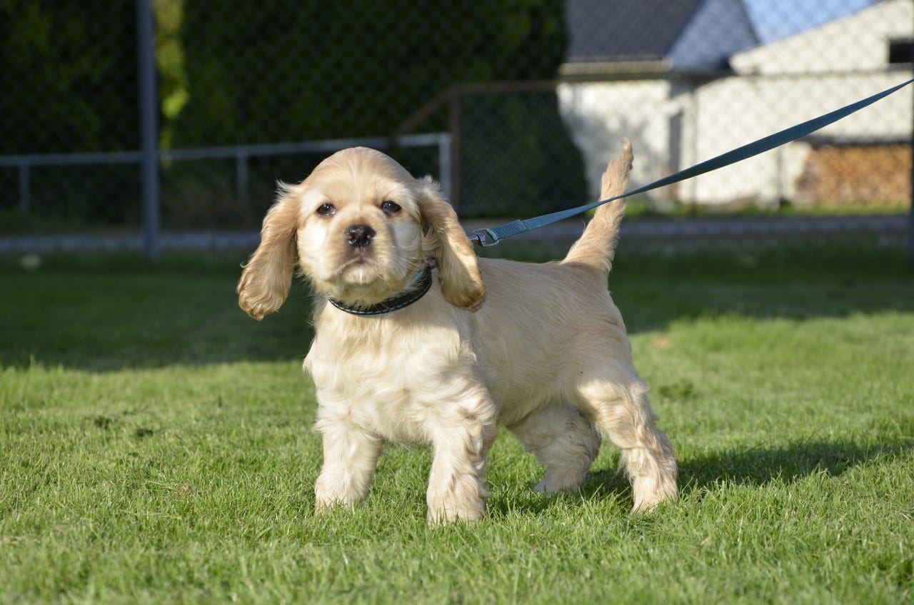 Amerikansk cocker spaniel