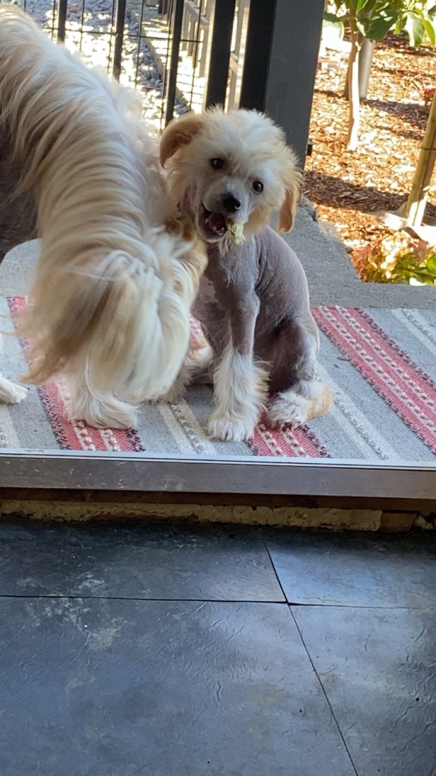Chinese crested