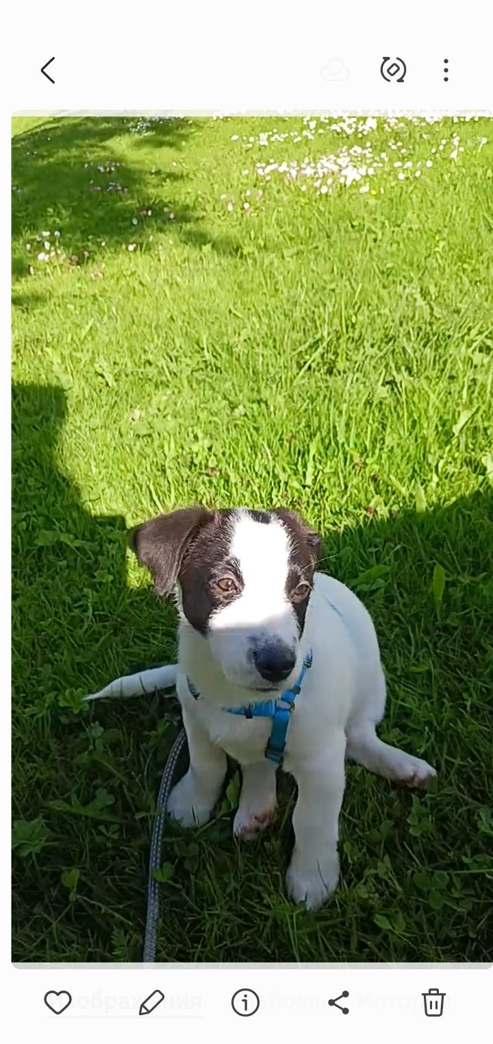 Jack russell terrier