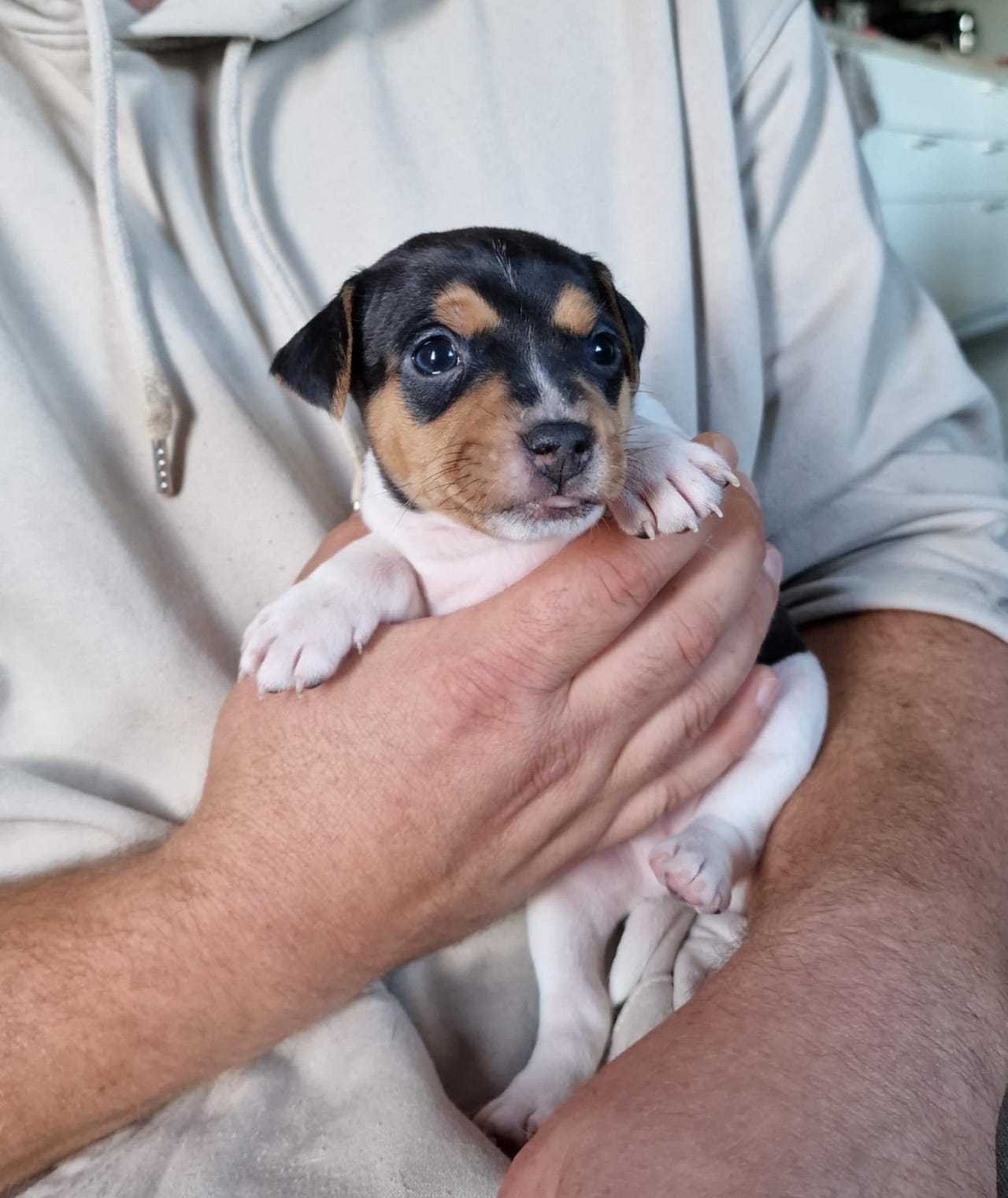Terrier brasileiro