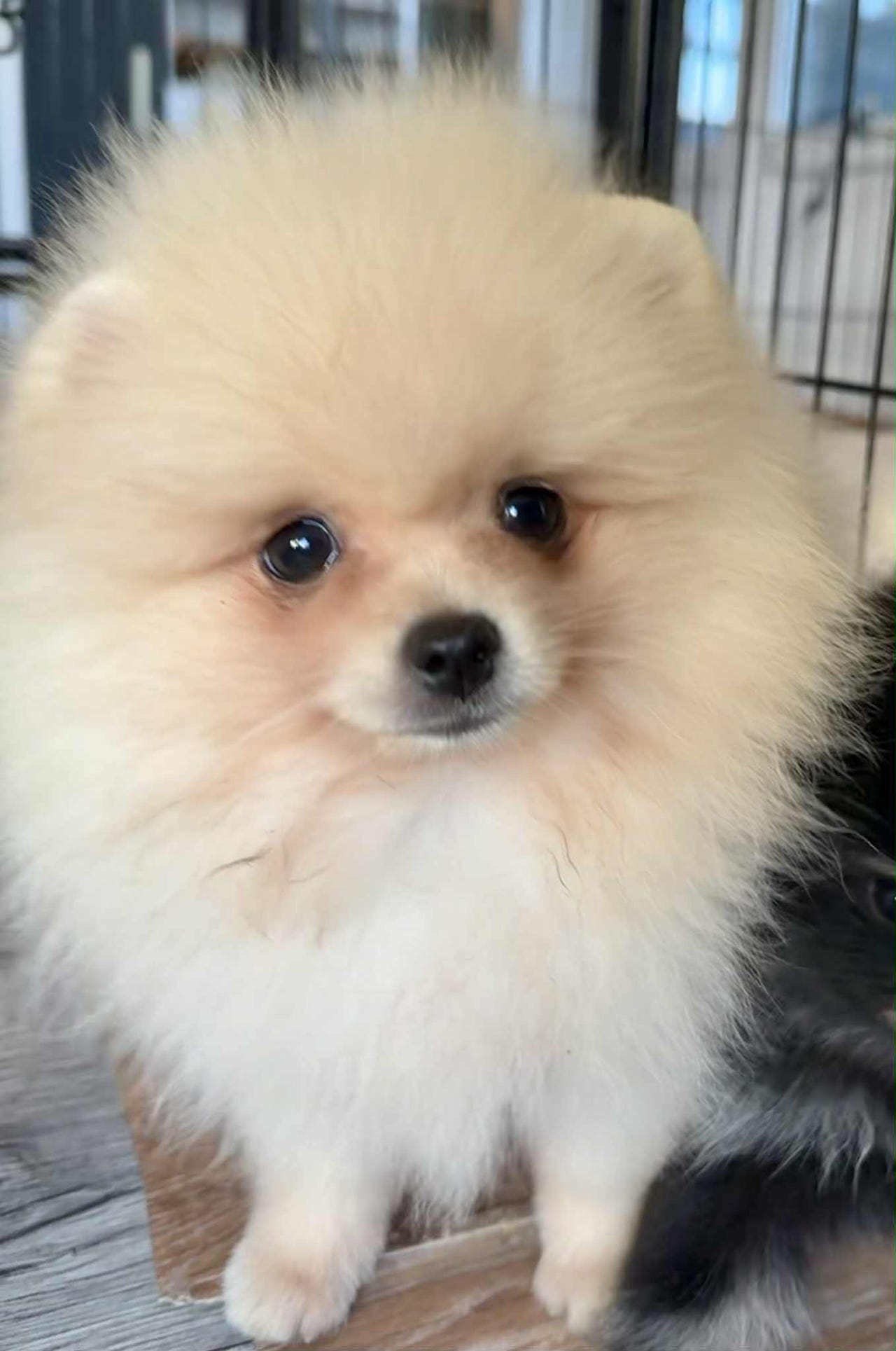 Pomeranian