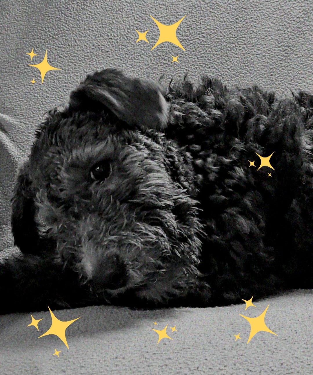Pumi