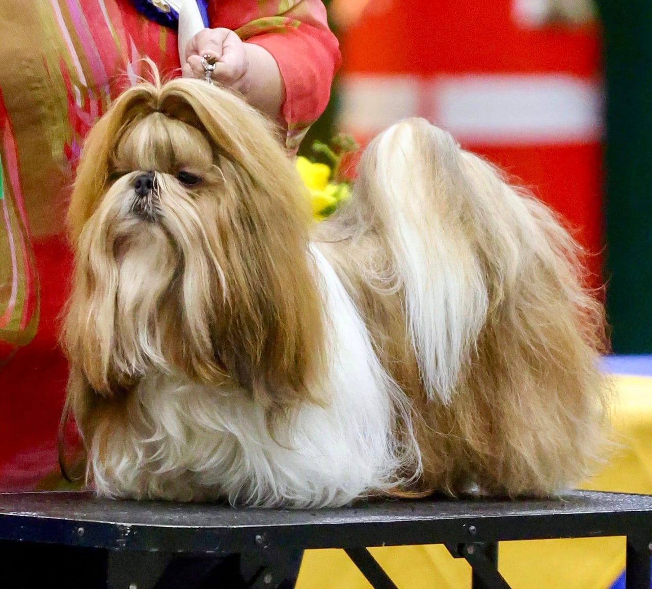 Shih tzu