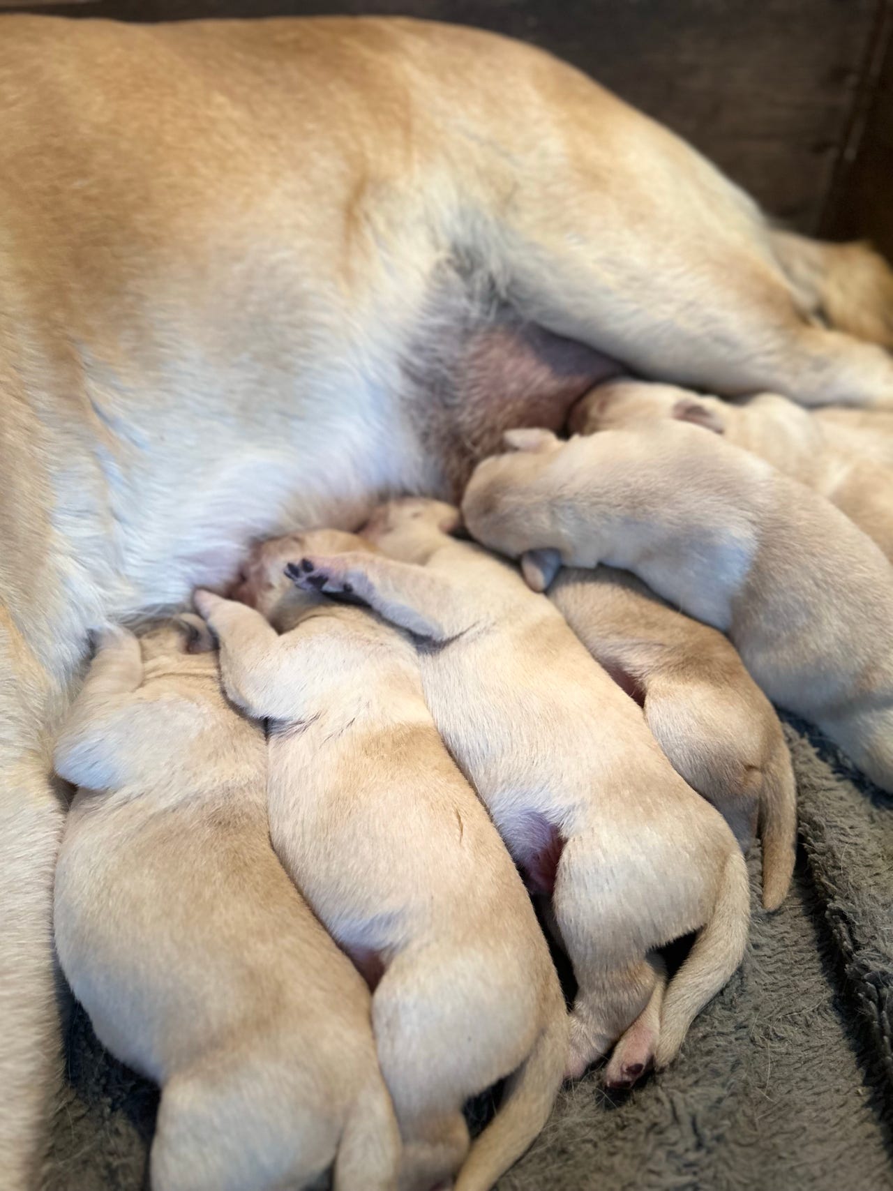 Labrador retriever