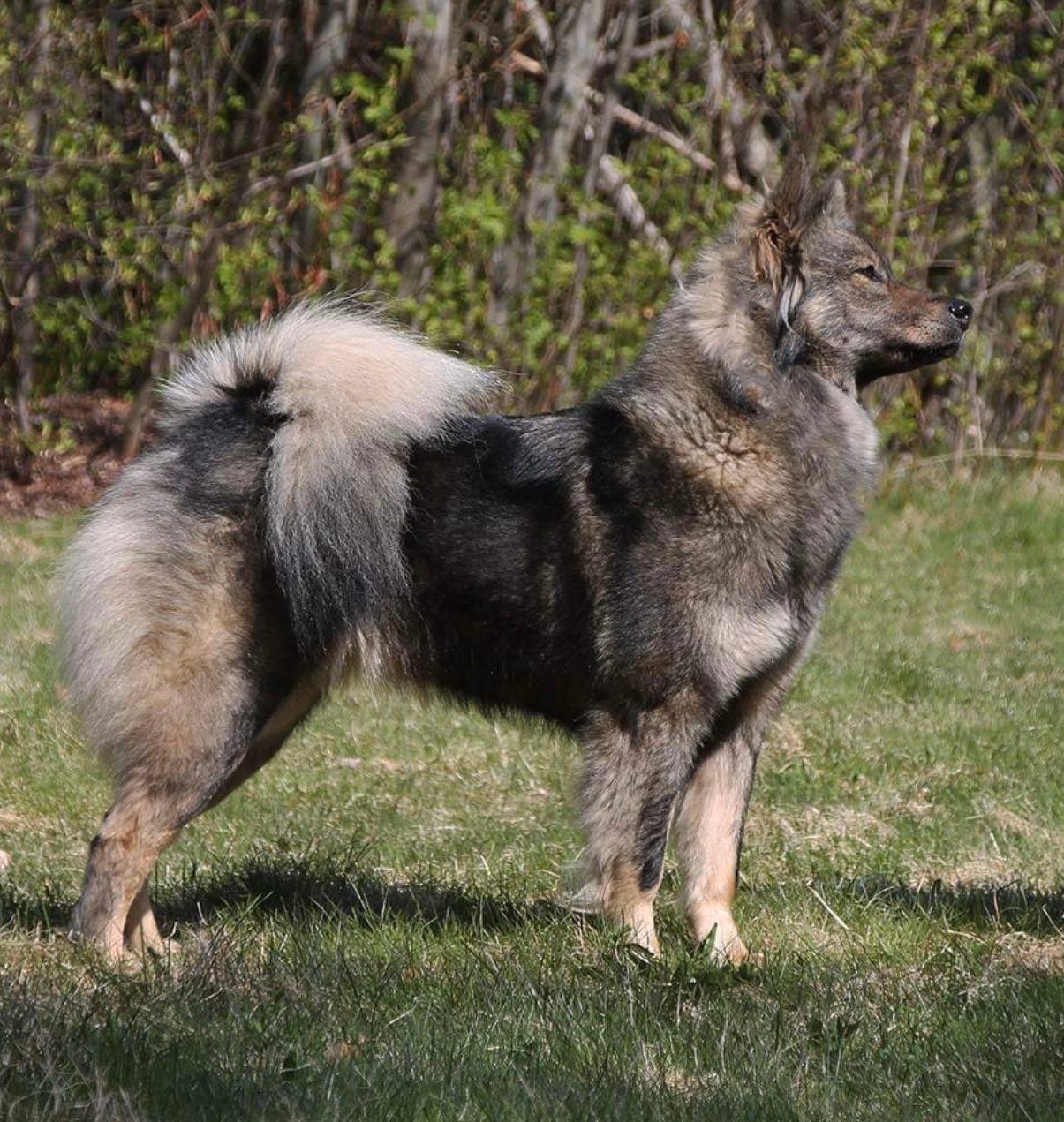 Eurasier