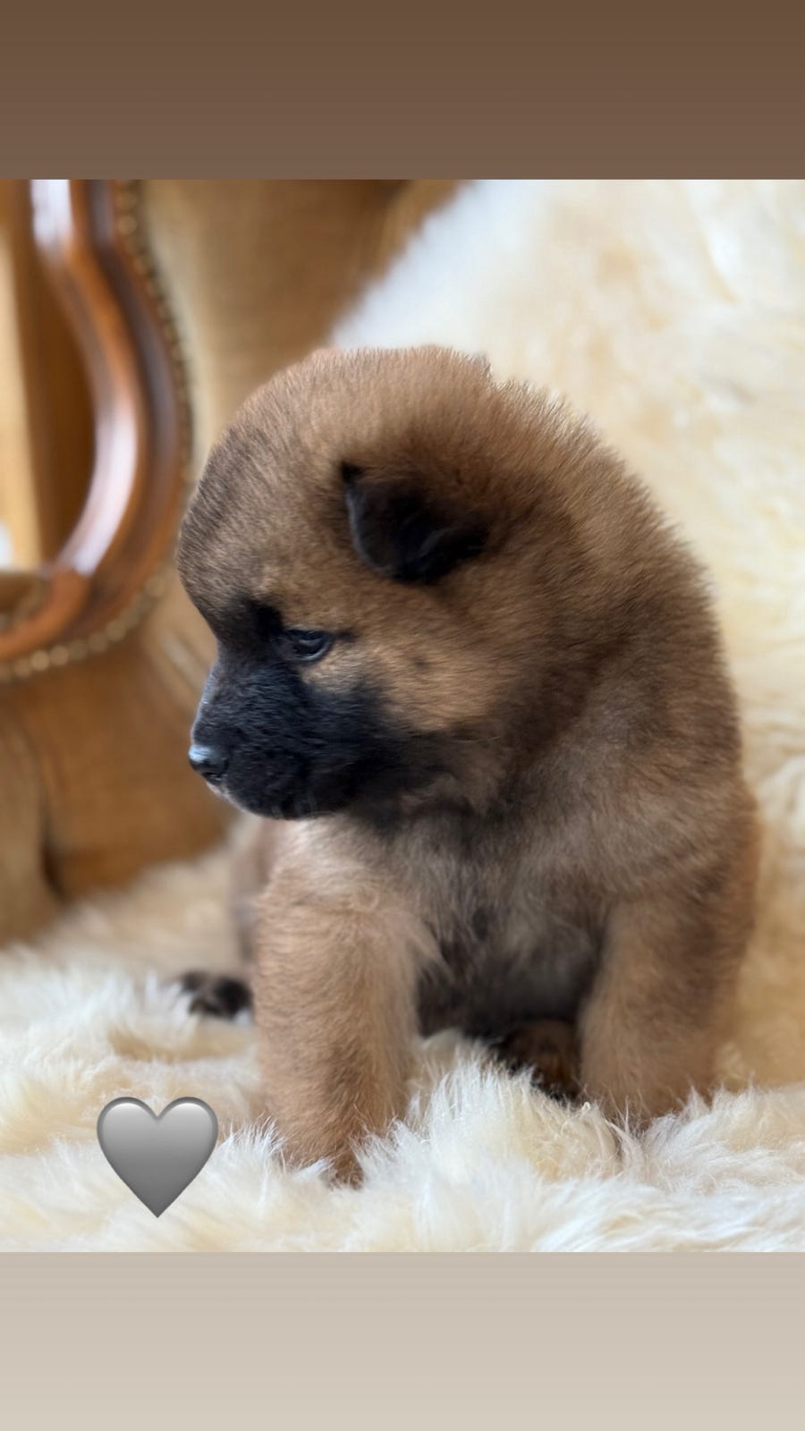 Eurasier