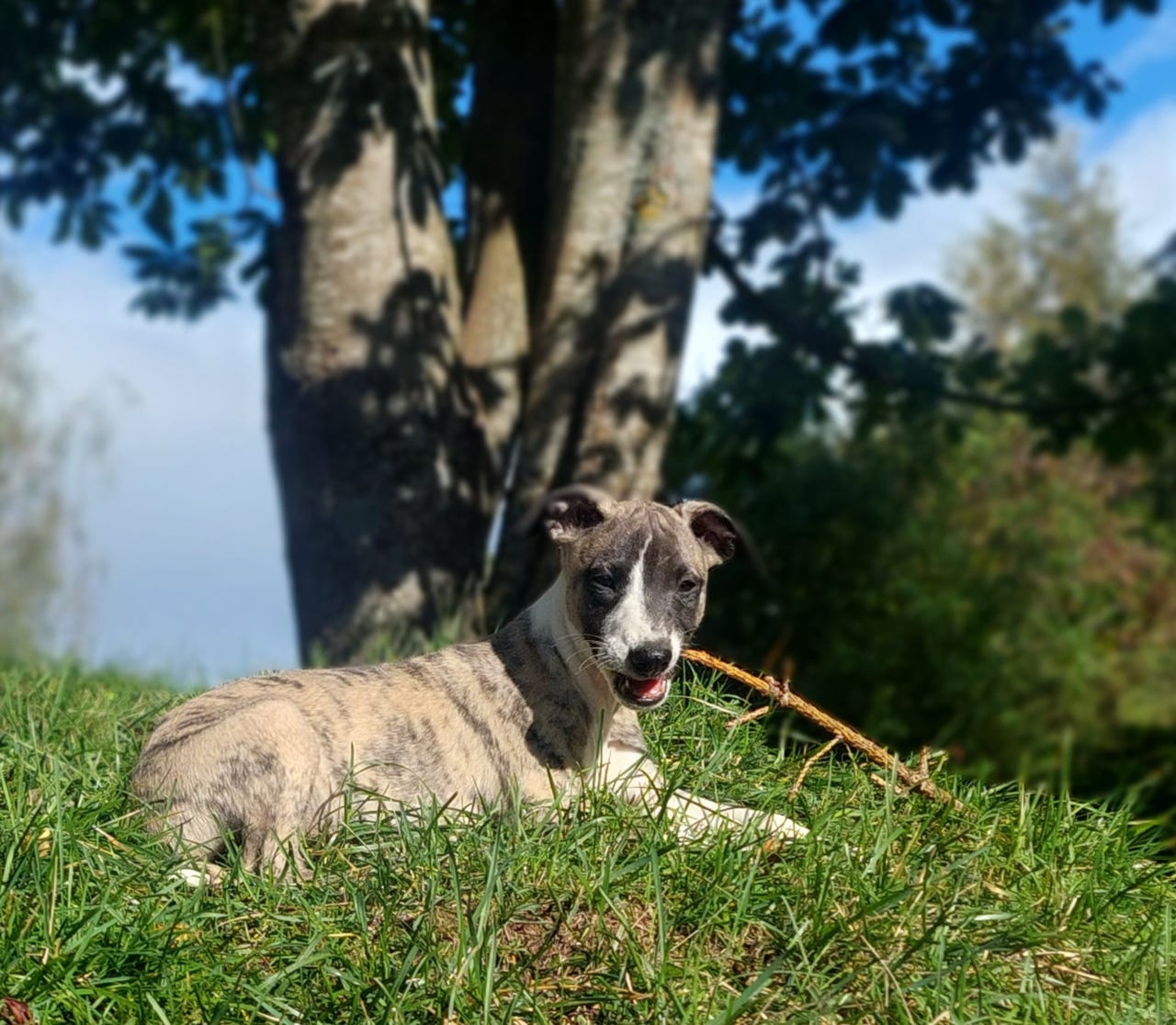 Whippet