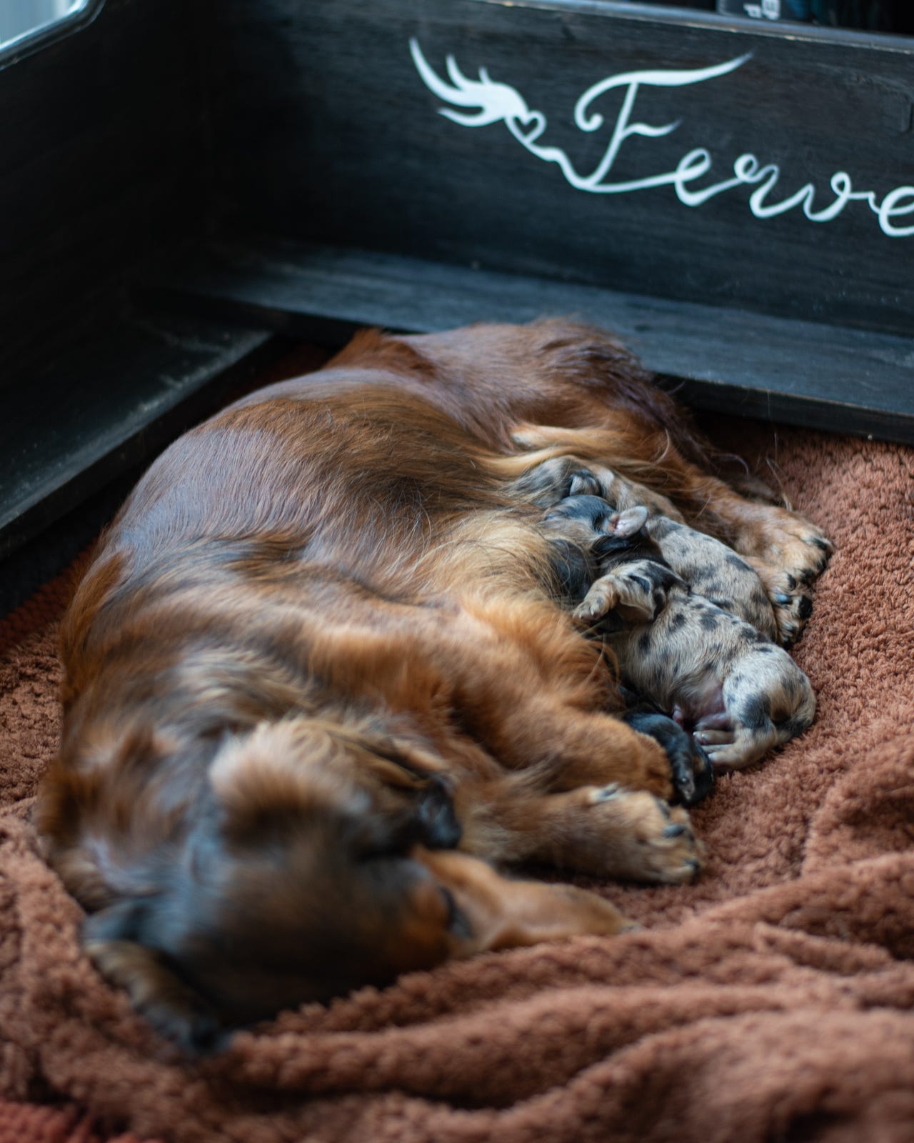 Dachshund langhåret