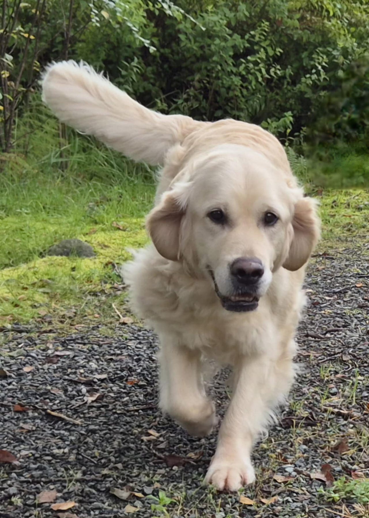 Golden retriever