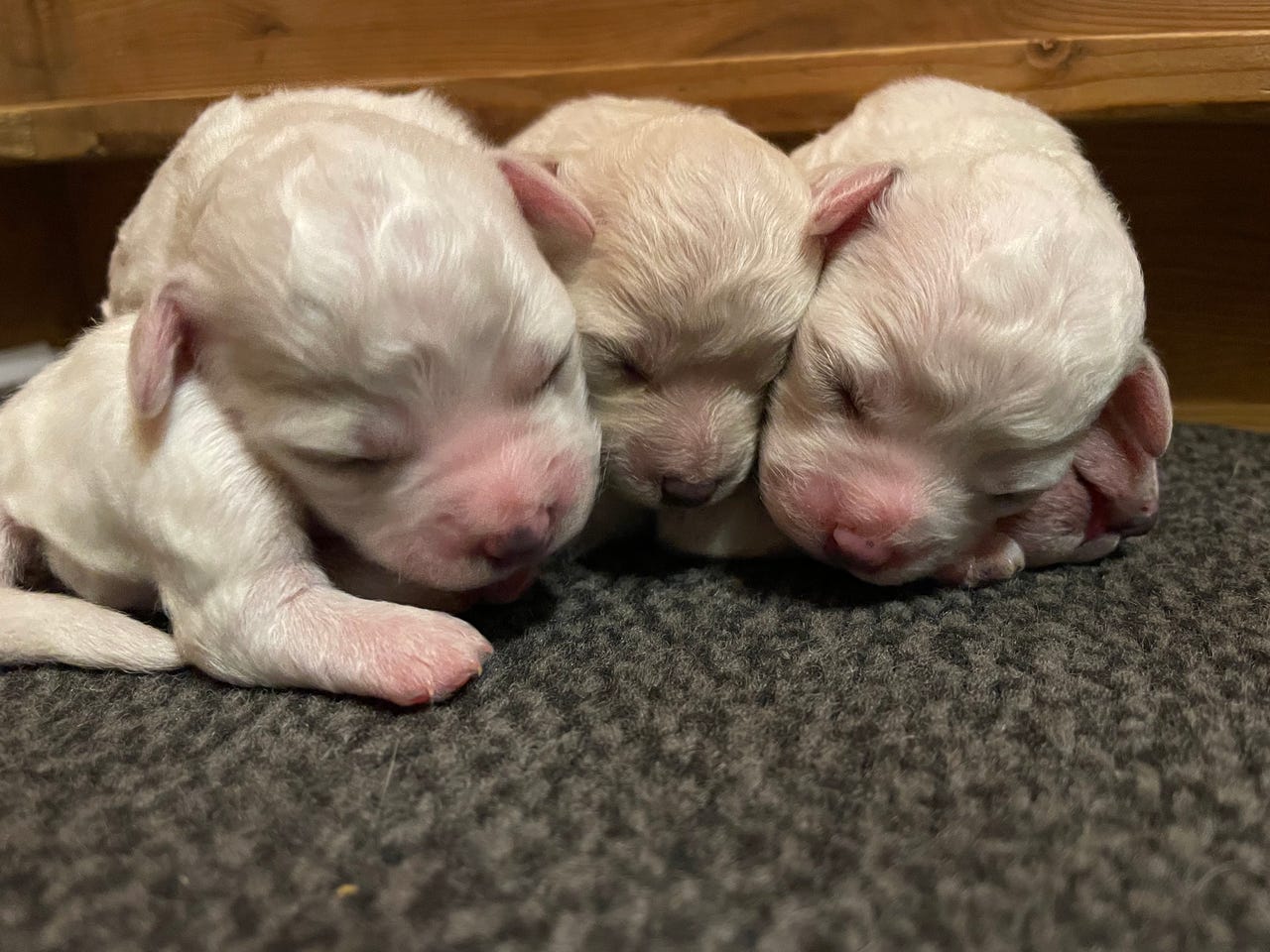 Bichon frisé