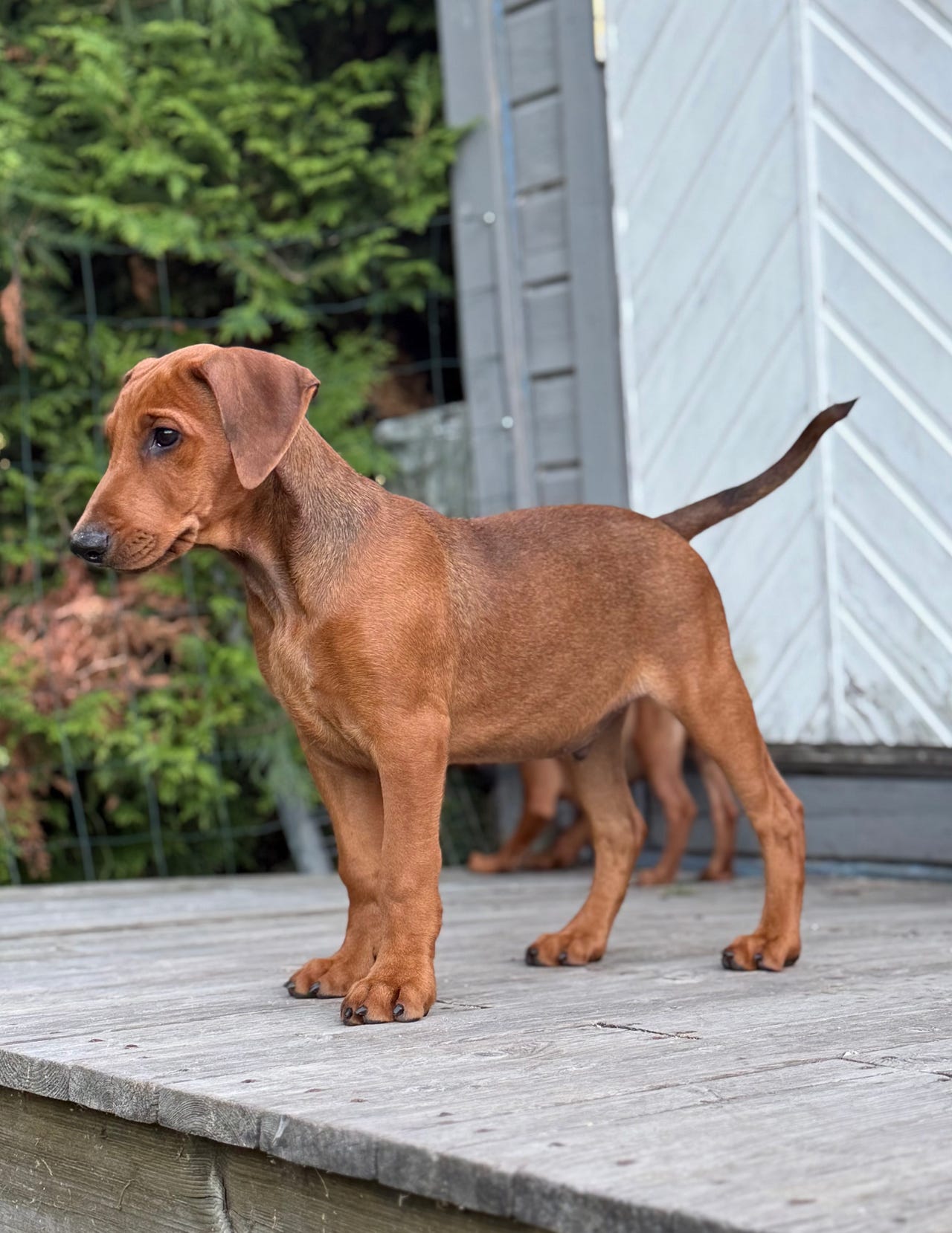 Pinscher