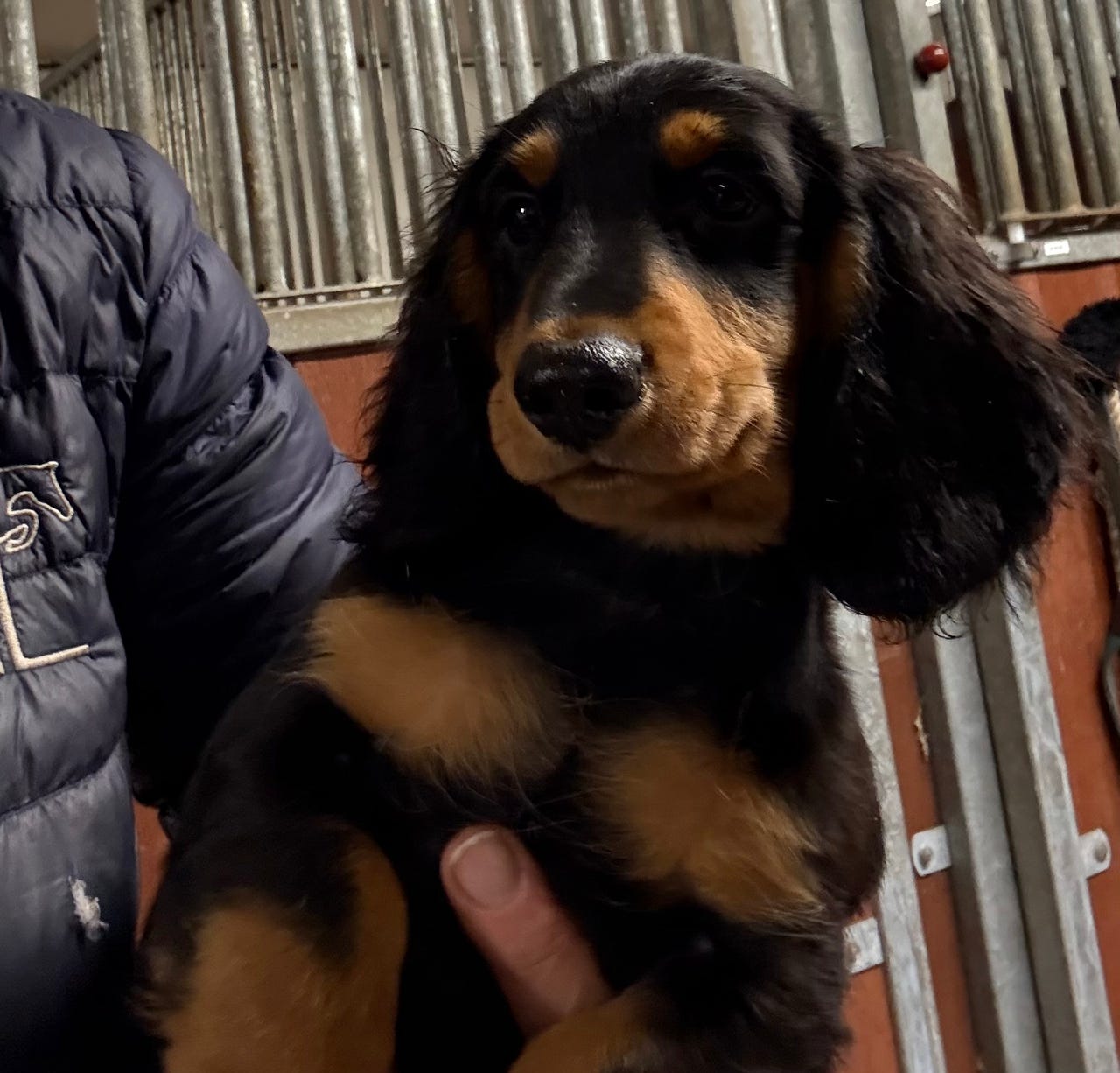 Dachshund langhåret