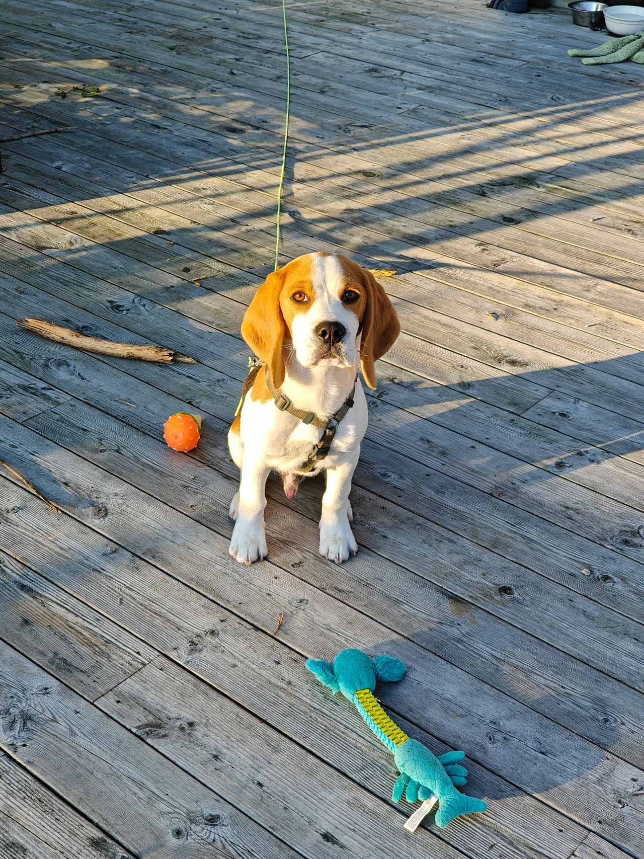 Beagle