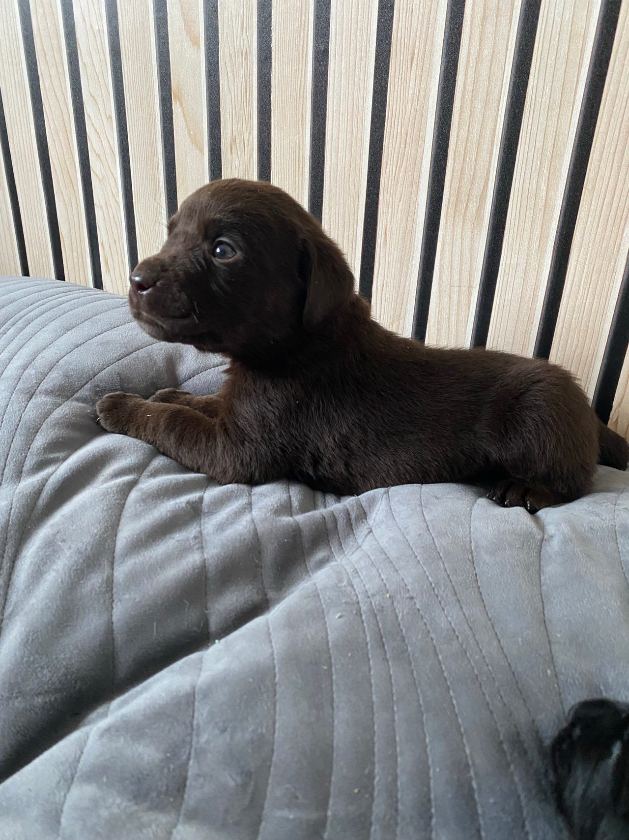 Labrador retriever