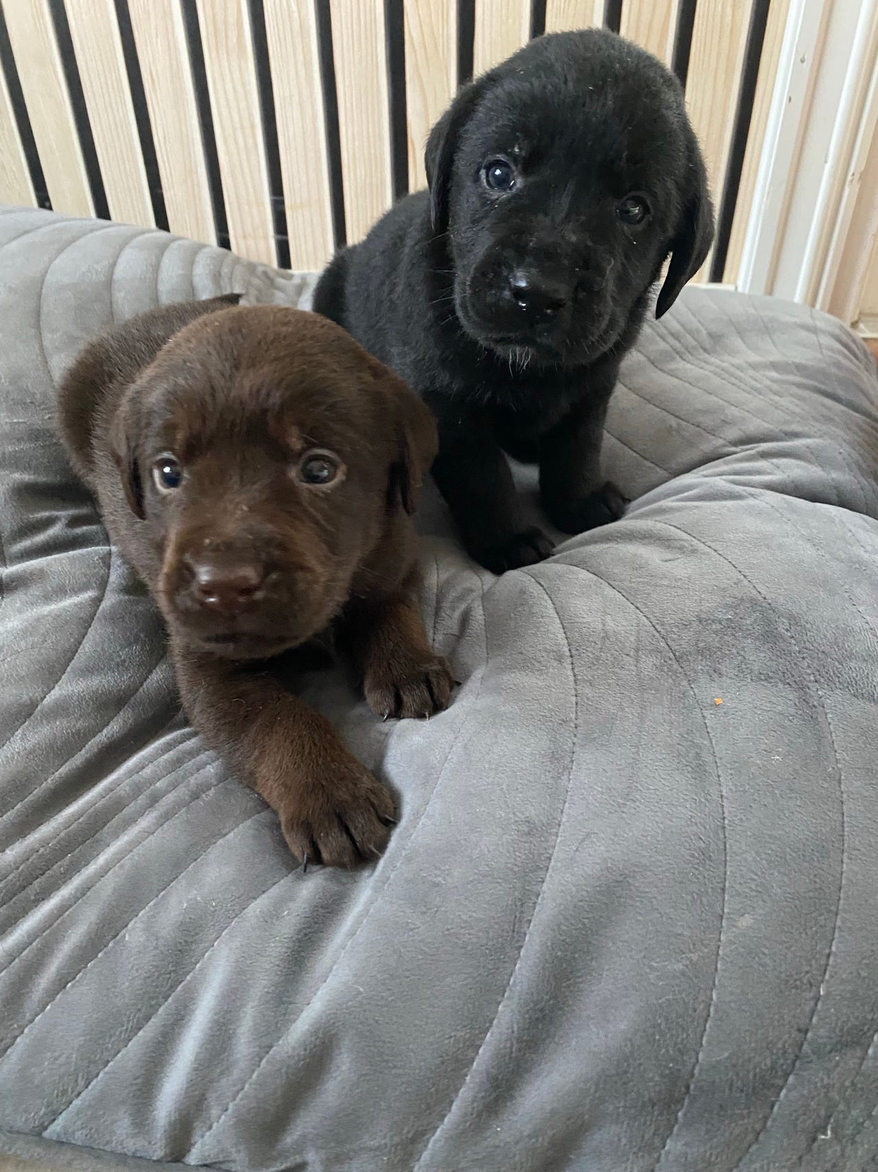 Labrador retriever