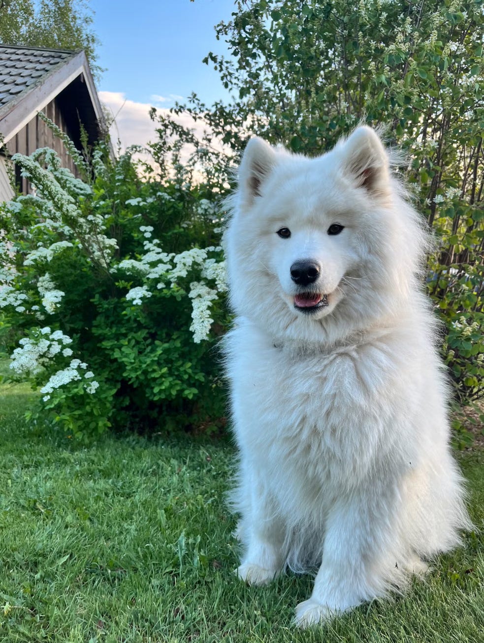 Samojedhund