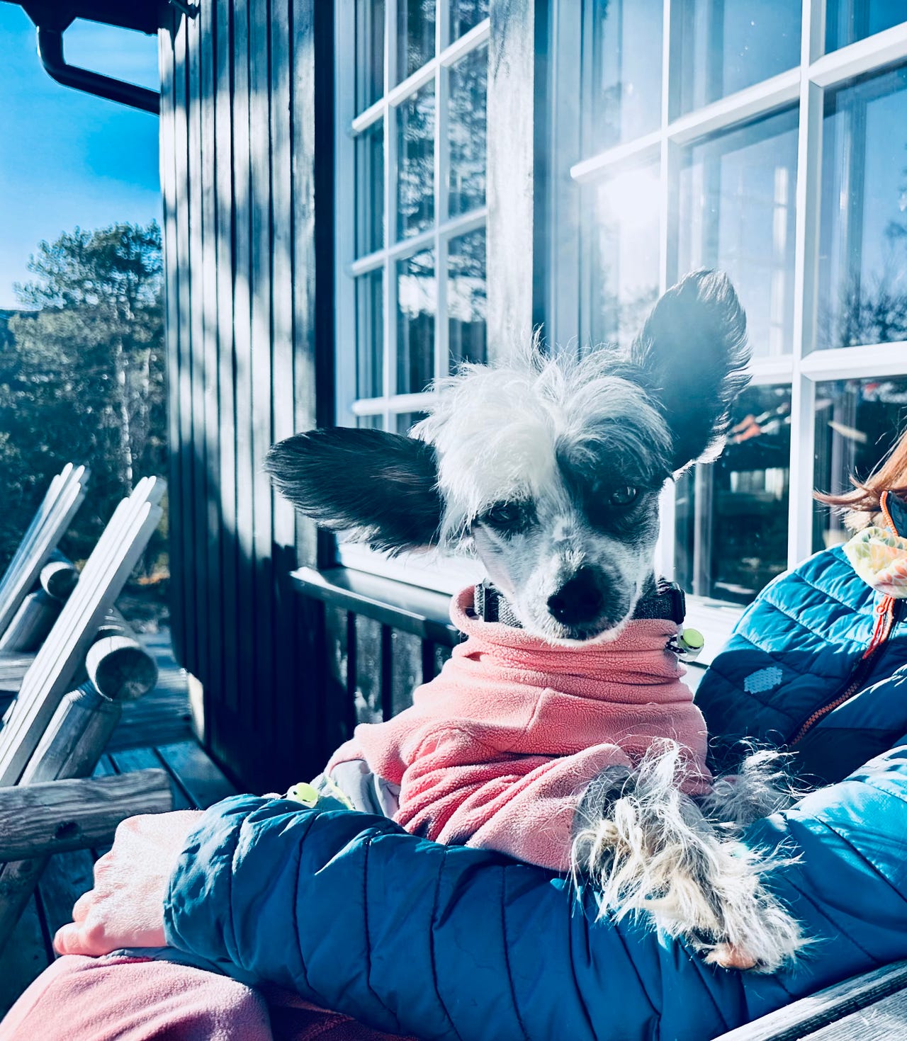Chinese crested