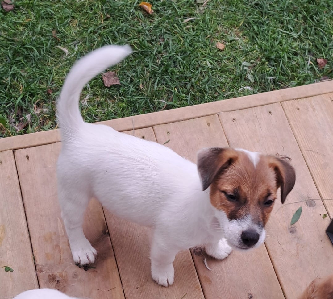 Jack russell terrier