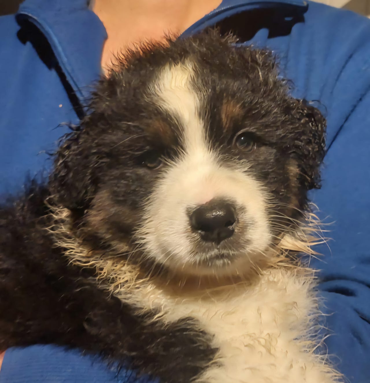 Australian shepherd
