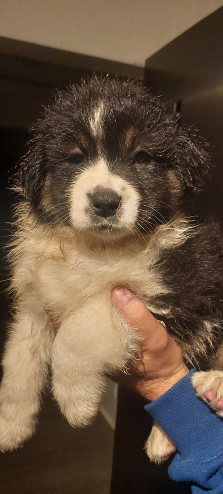 Australian shepherd