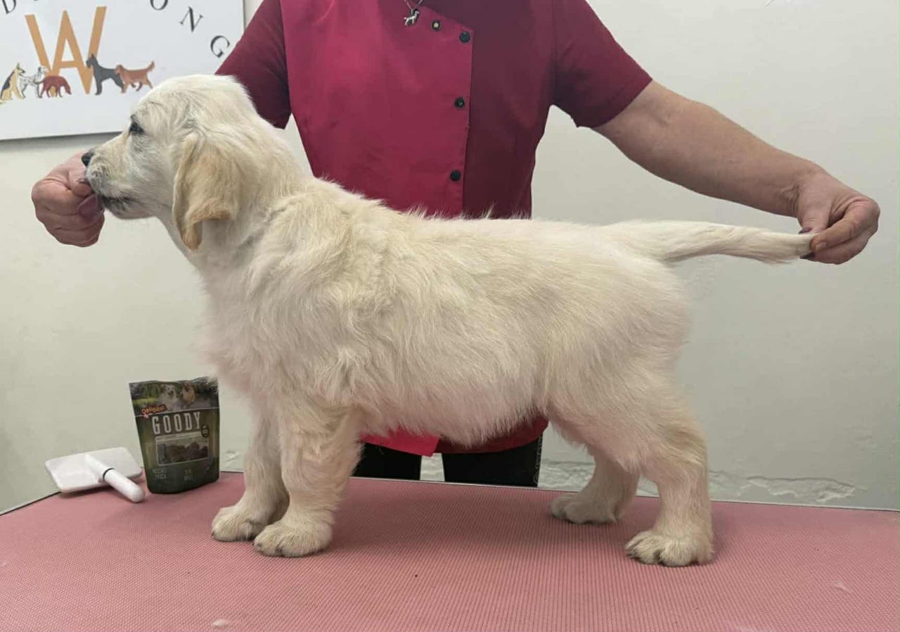 Golden retriever