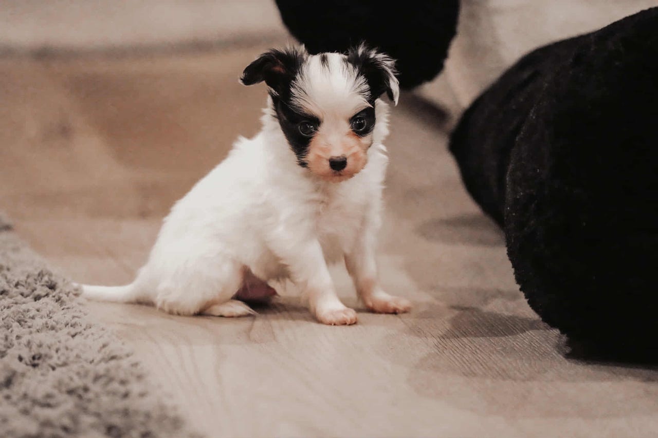 Papillon
